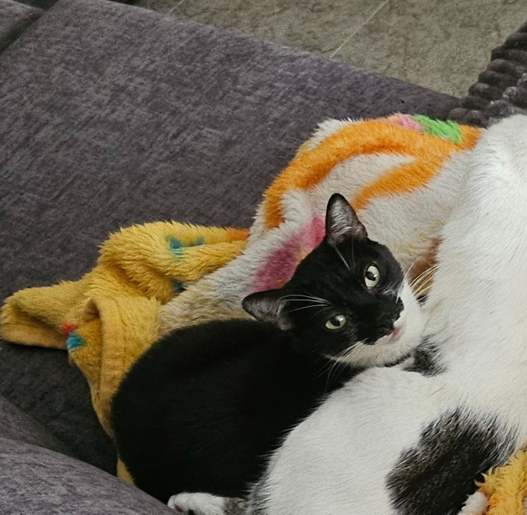 Gato Perdido: Blanca y Negra en Las Ventas