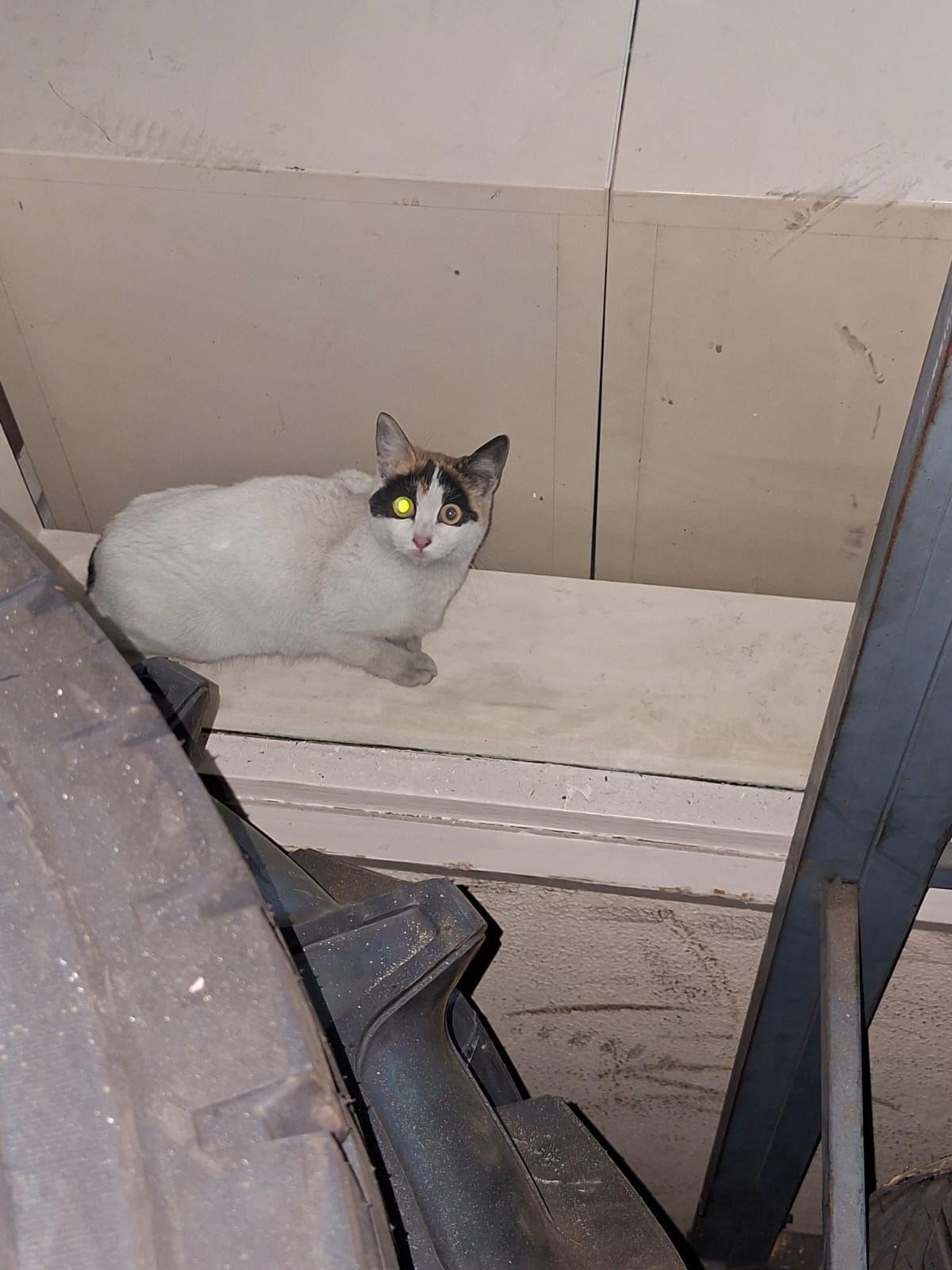 Gata Perdida en Alcalá: Blanca y Asustadiza