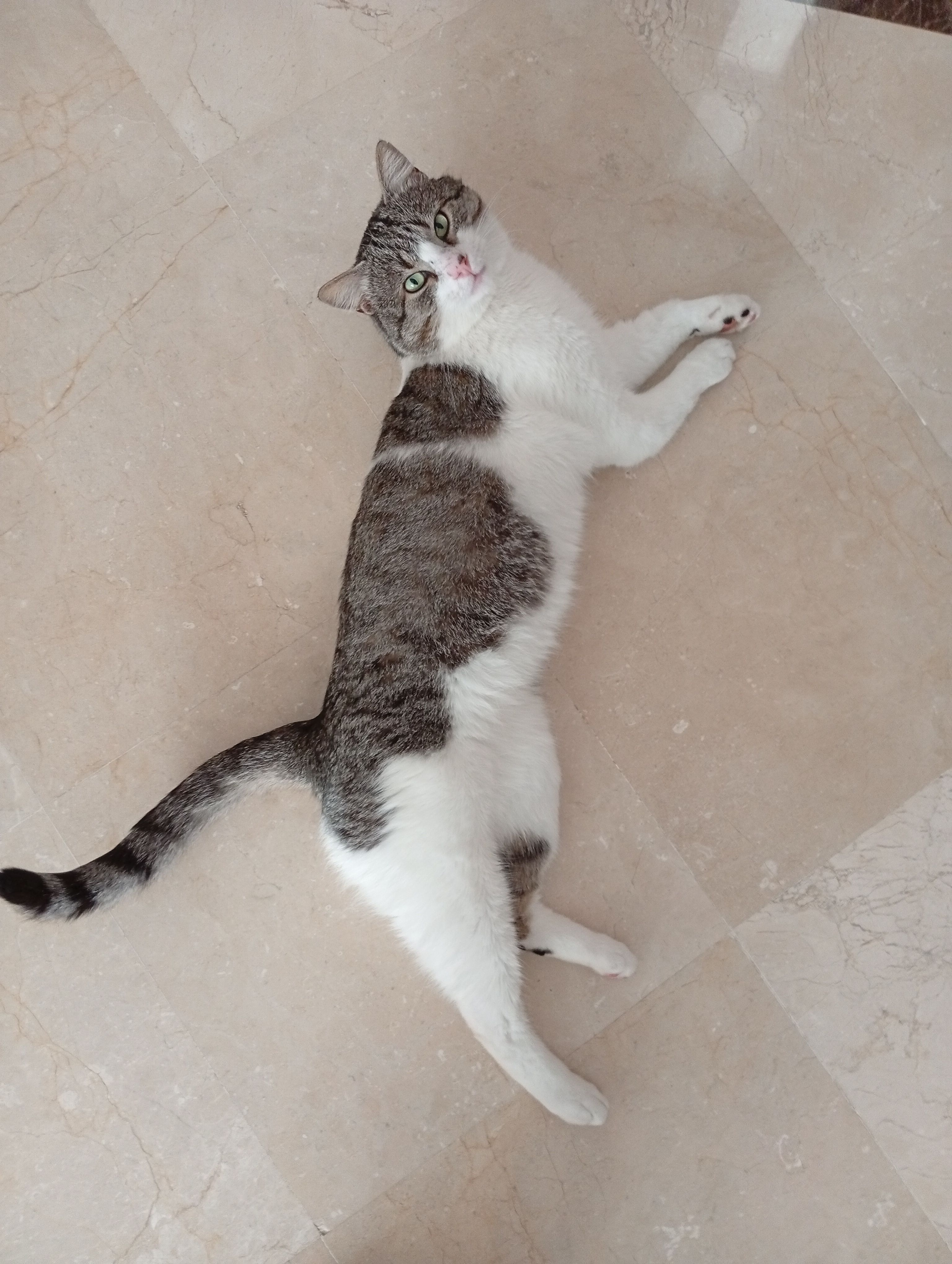 Gato Europeo Cojeando en Ávila - ¡Ayuda!