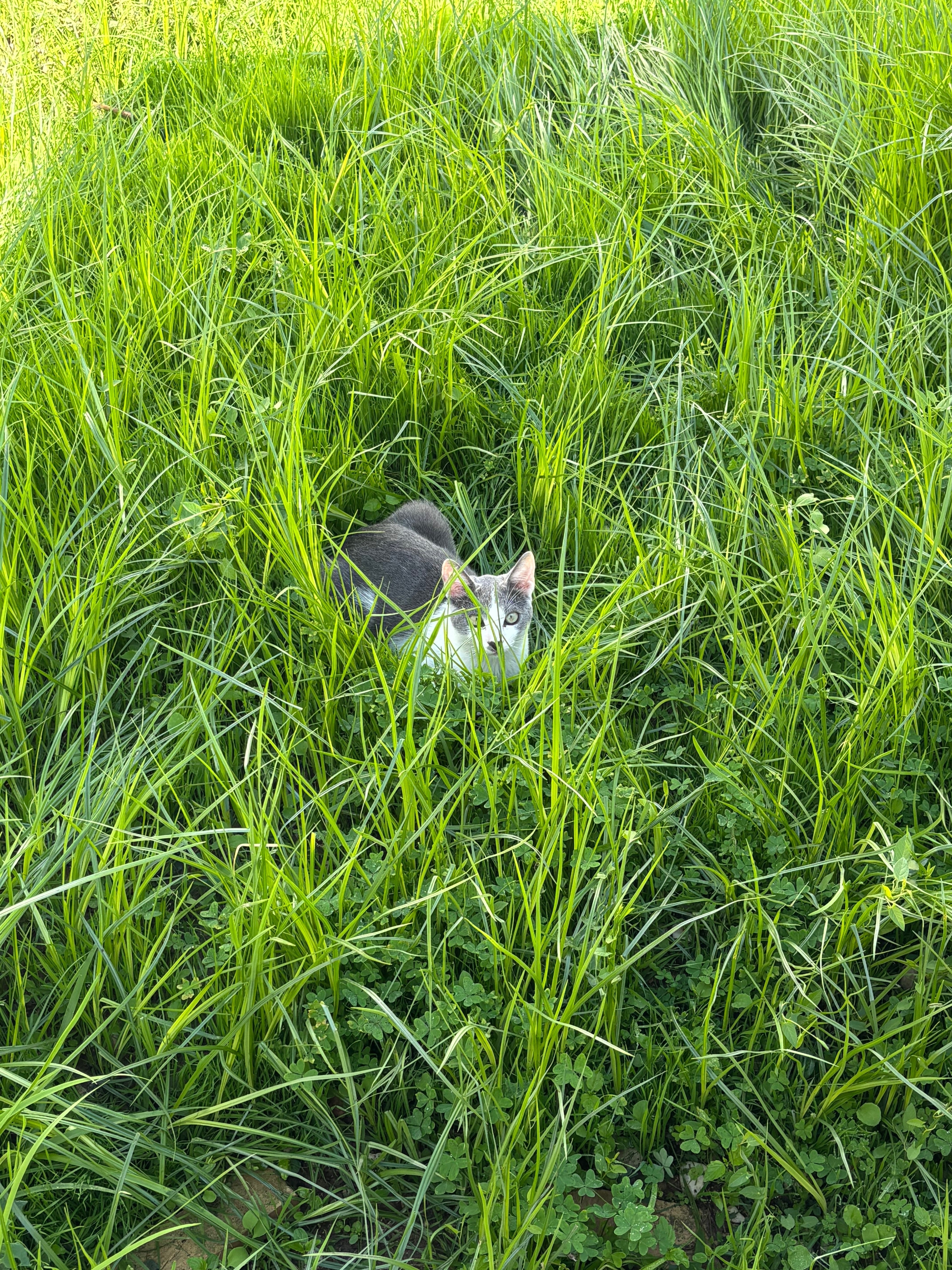 ¡Gatito Sociable Perdido en La Albatalía!