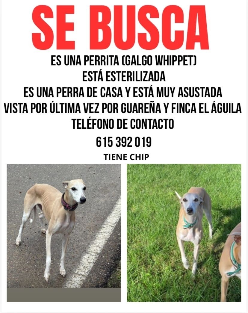 Perra Whippet Perdida en Medellín, Extremadura