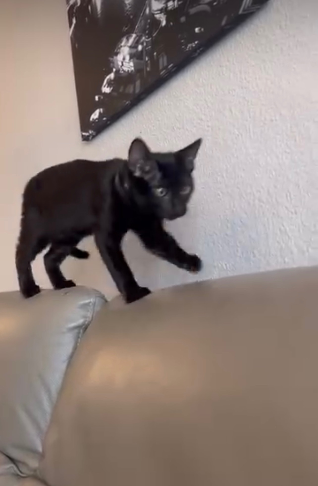 Gato negro perdido en San Román de la Llanilla