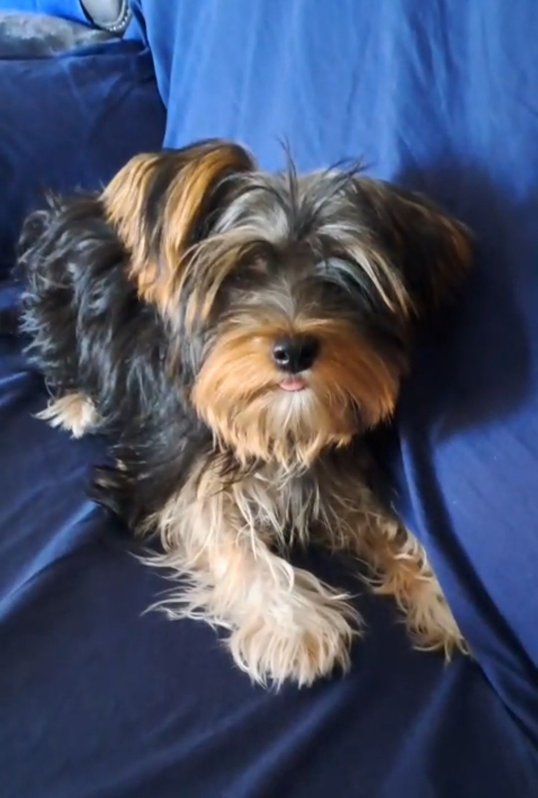 Perra Perdida: Negrita, Juguet...