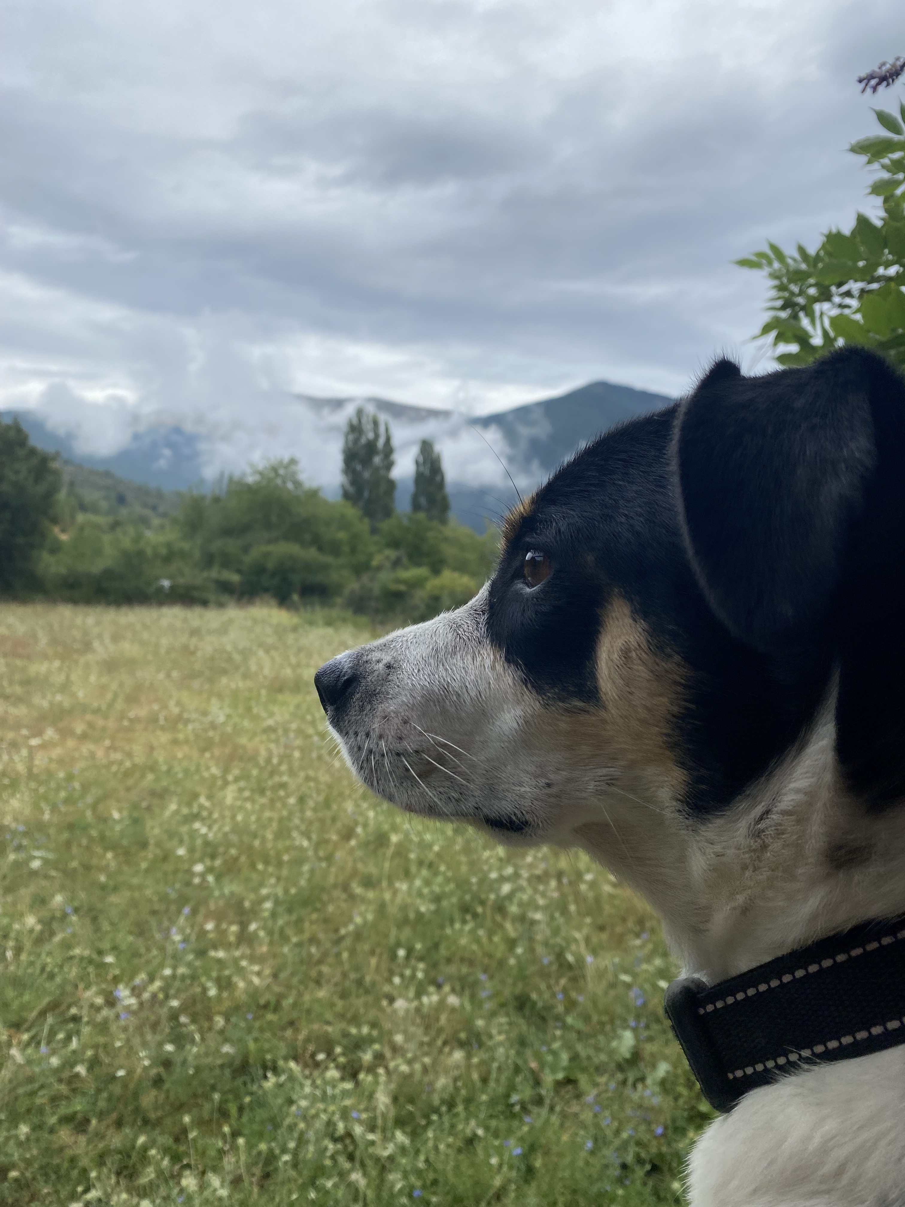 Perro Perdido en Barbenuta: Ga...