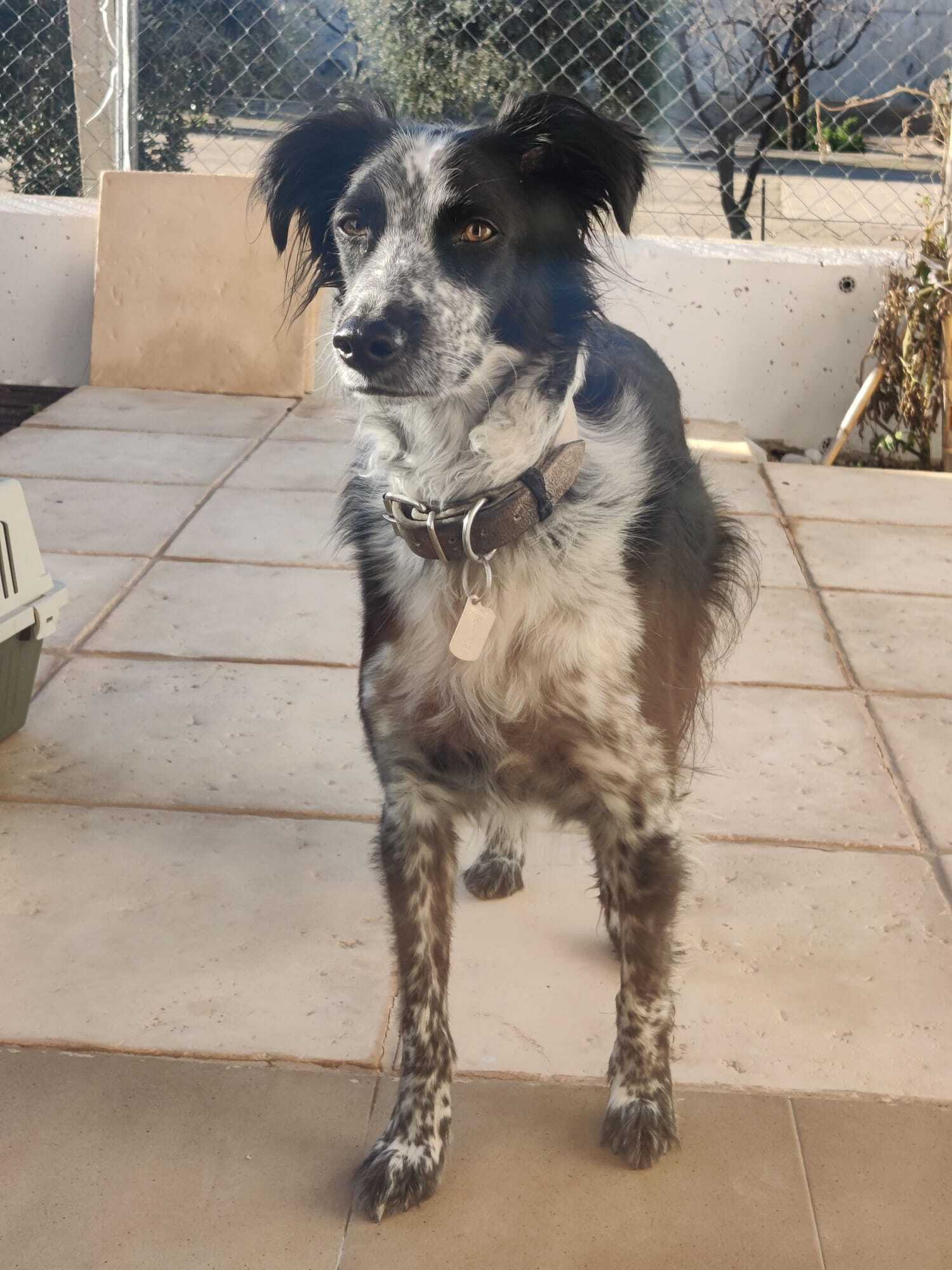 ¡Perro Grande Perdido en Barbe...