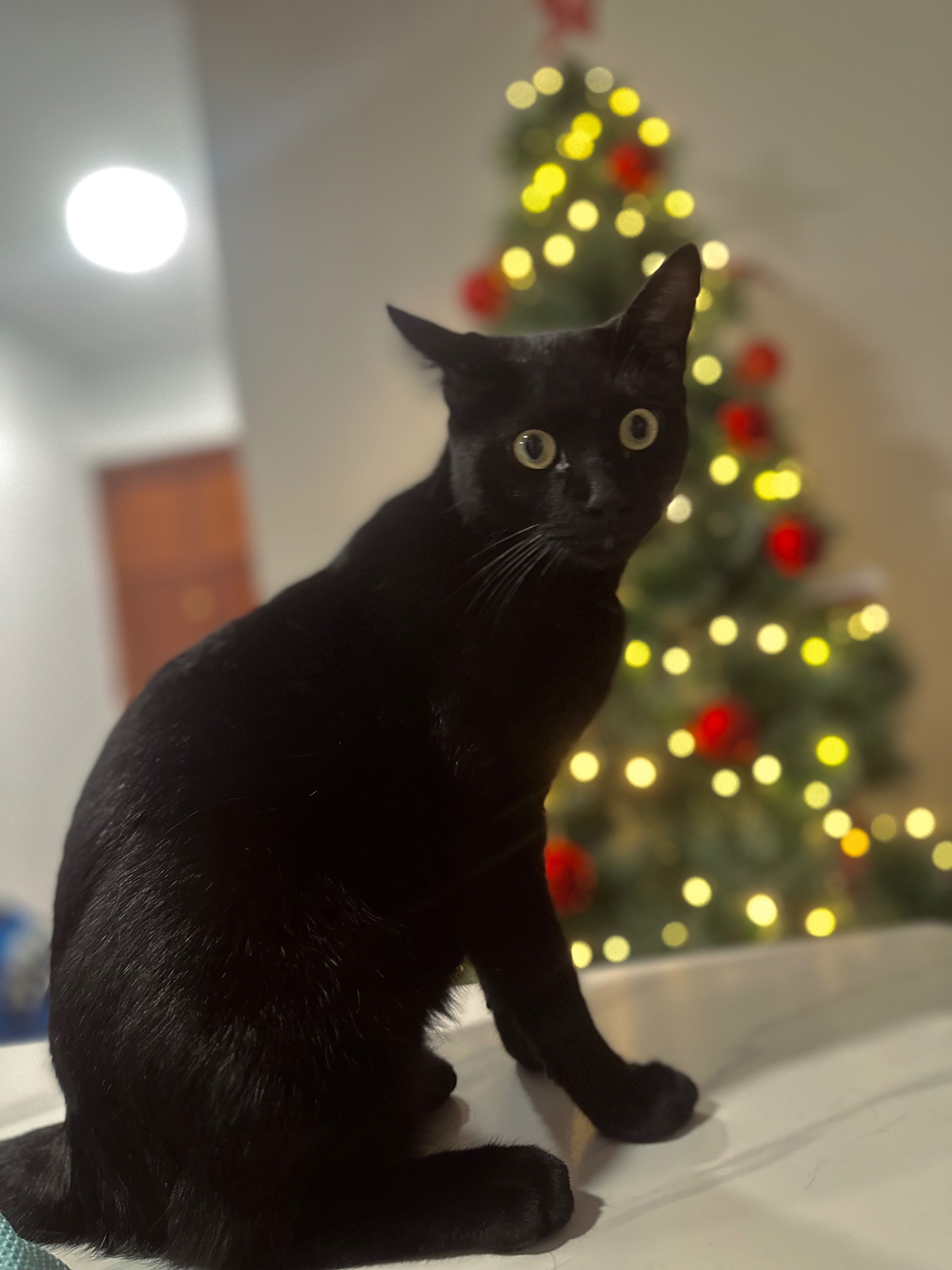 Gato Negro Perdido en Valencia: Ayuda