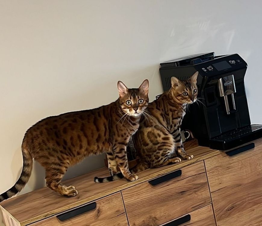 Son dos gatos machos raza Bengali unos tiene 7 años y otro 2 años .