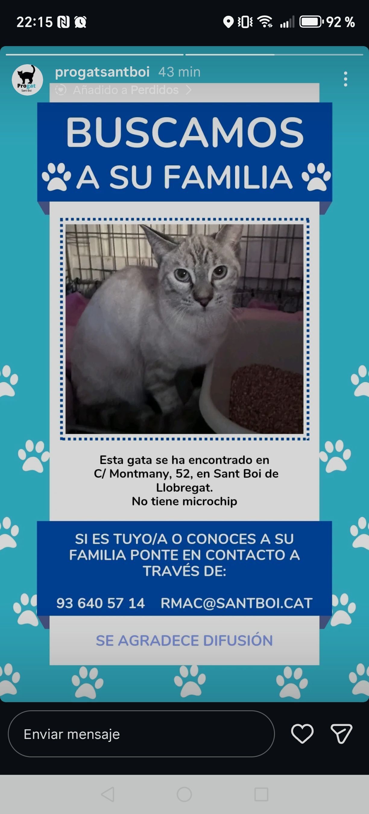 Gata Gris con Rayas Encontrada...