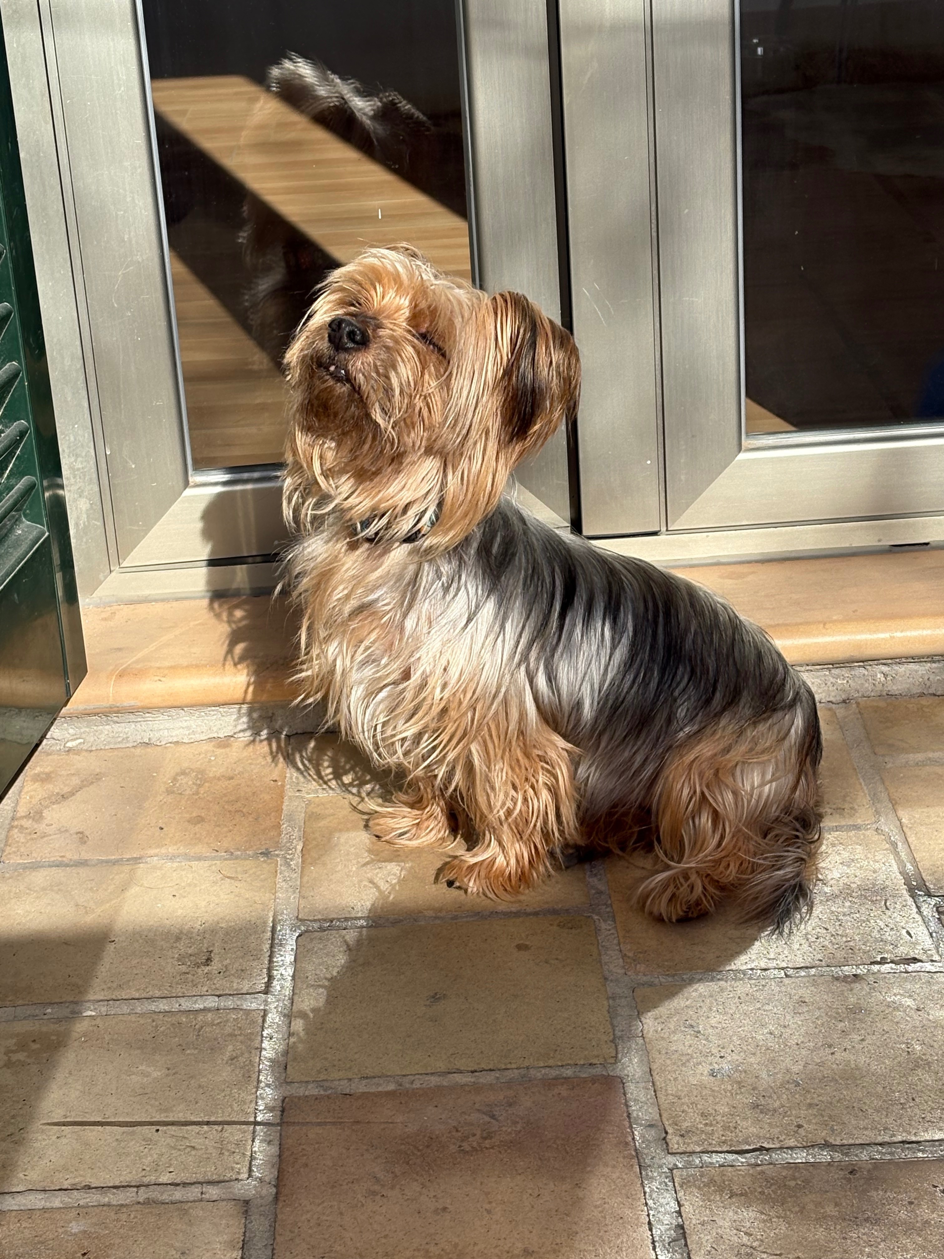 Gris con tonos marrones raza yorkshire 7 años