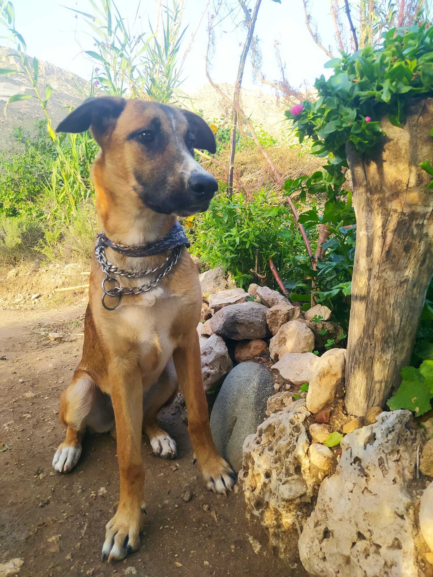 Perro Perdido en Roquetas: Gol...