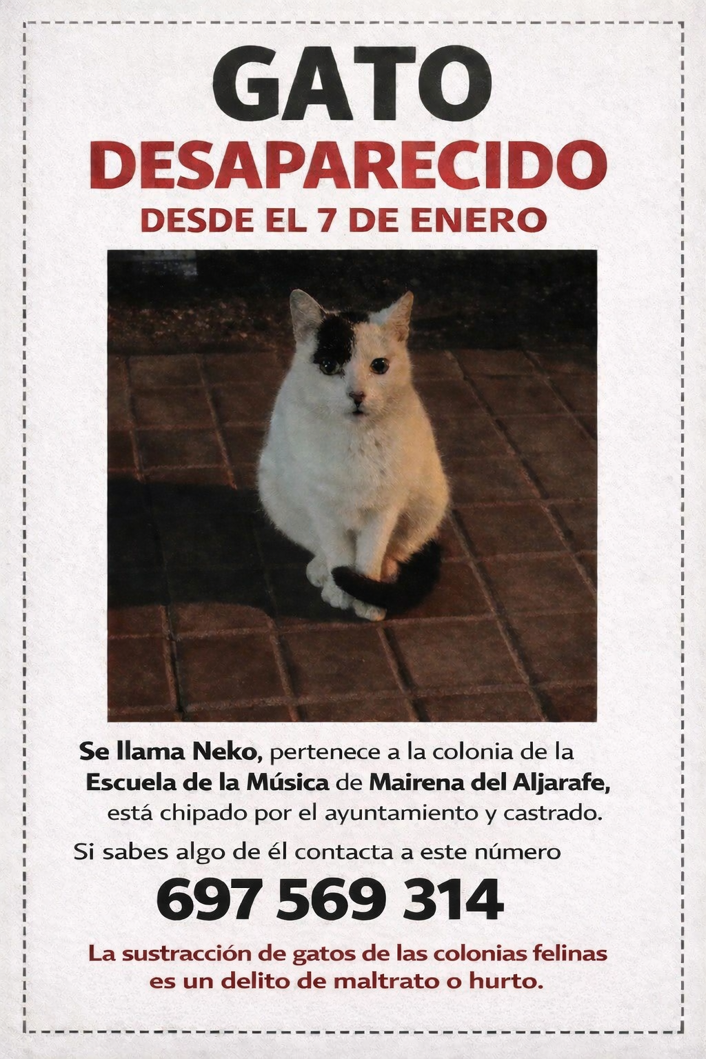 Buscamos a Gato Blanco con Cola Negra