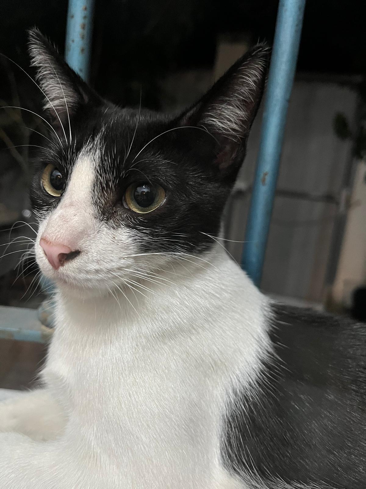 Gato Perdido en Cañada del Verdugo