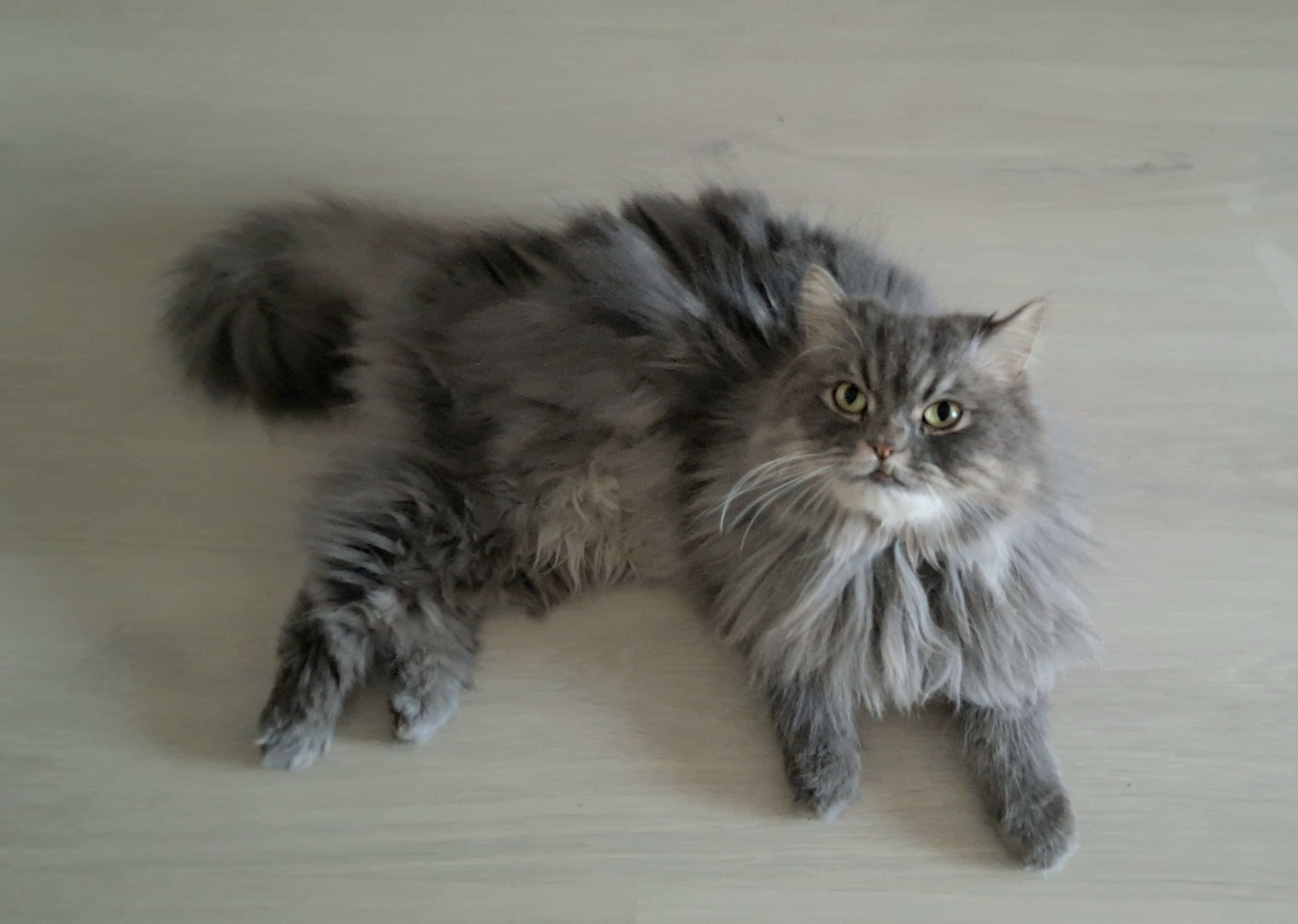 Gato Persa Gris Perdido en La Cala del Moral