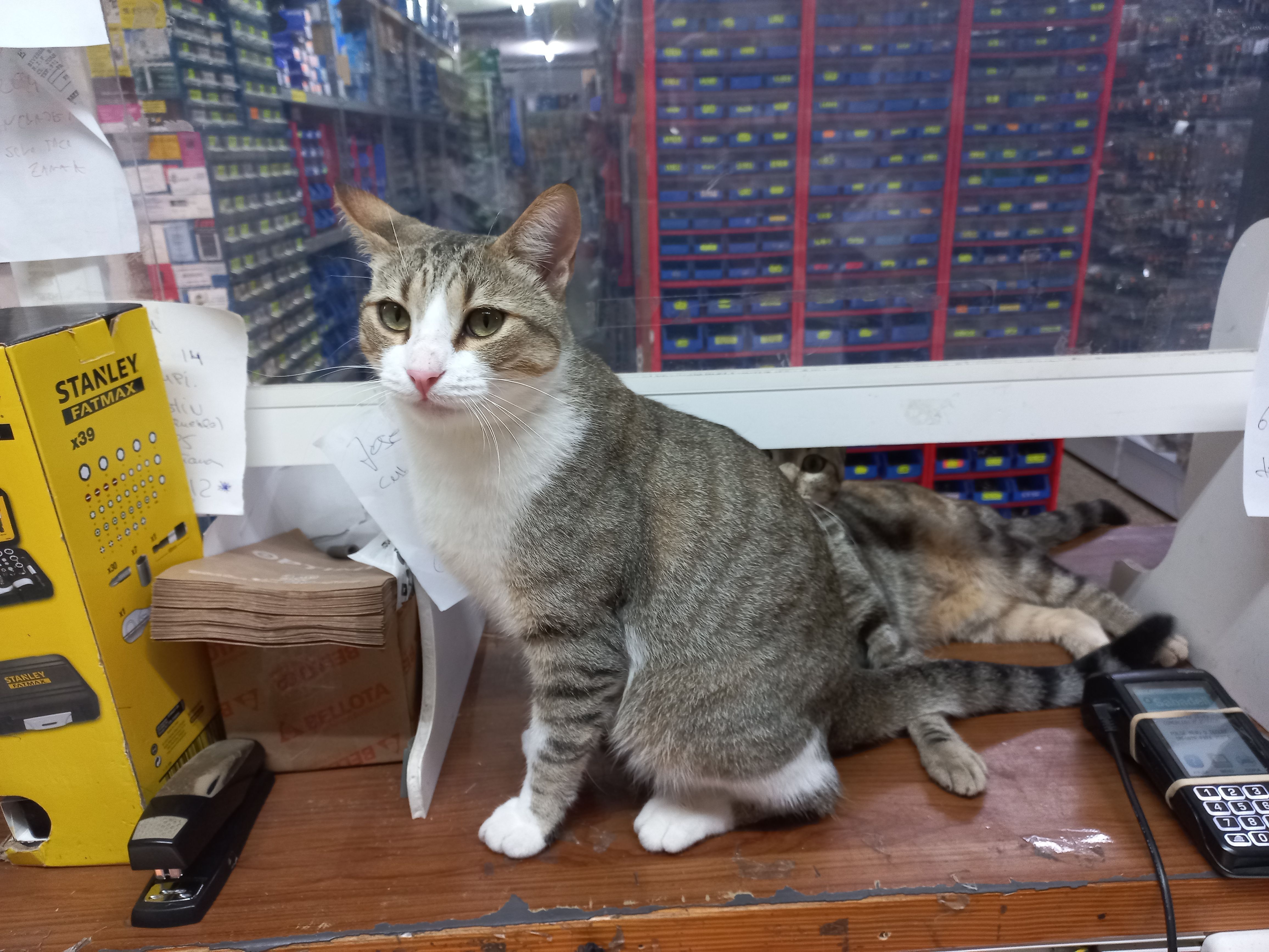 ¡Gato Atigrado Perdido en Sant Antoni!