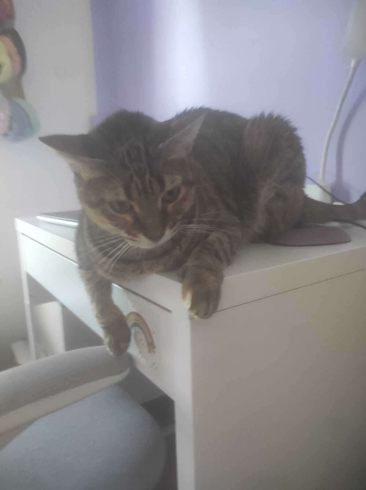 Gata Atigrada Perdida en San Juan de Aznalfarache