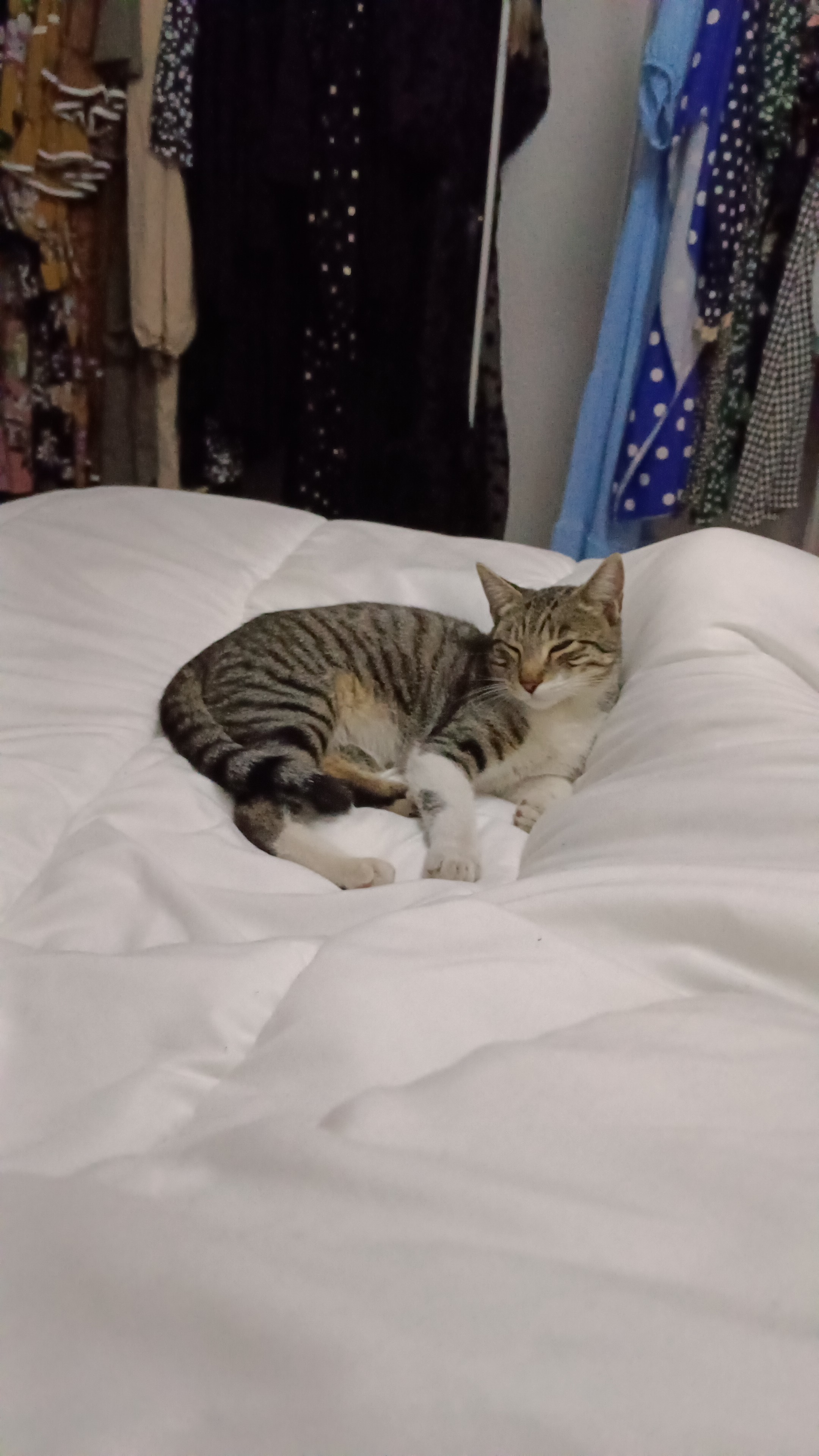 Gato Perdido en Alcantarilla: Ayuda a Leto