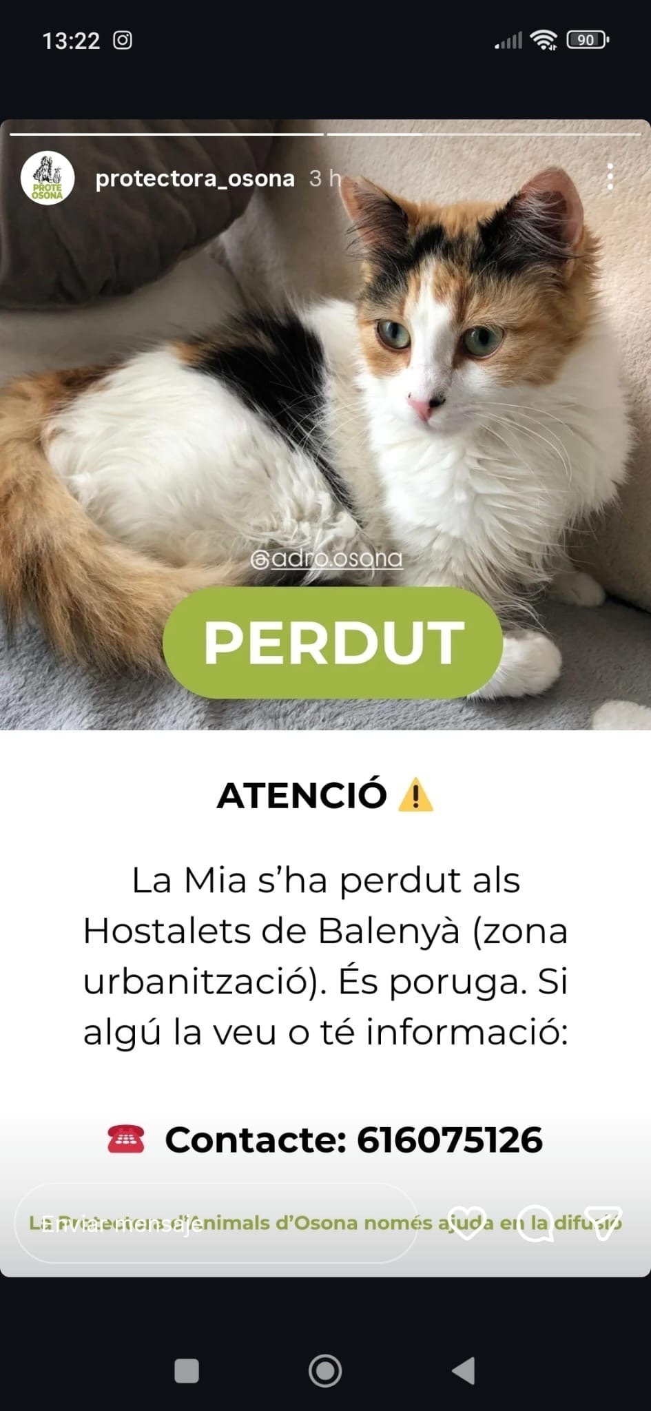 ¡Ayuda! Gatita perdida en Els Hostalets