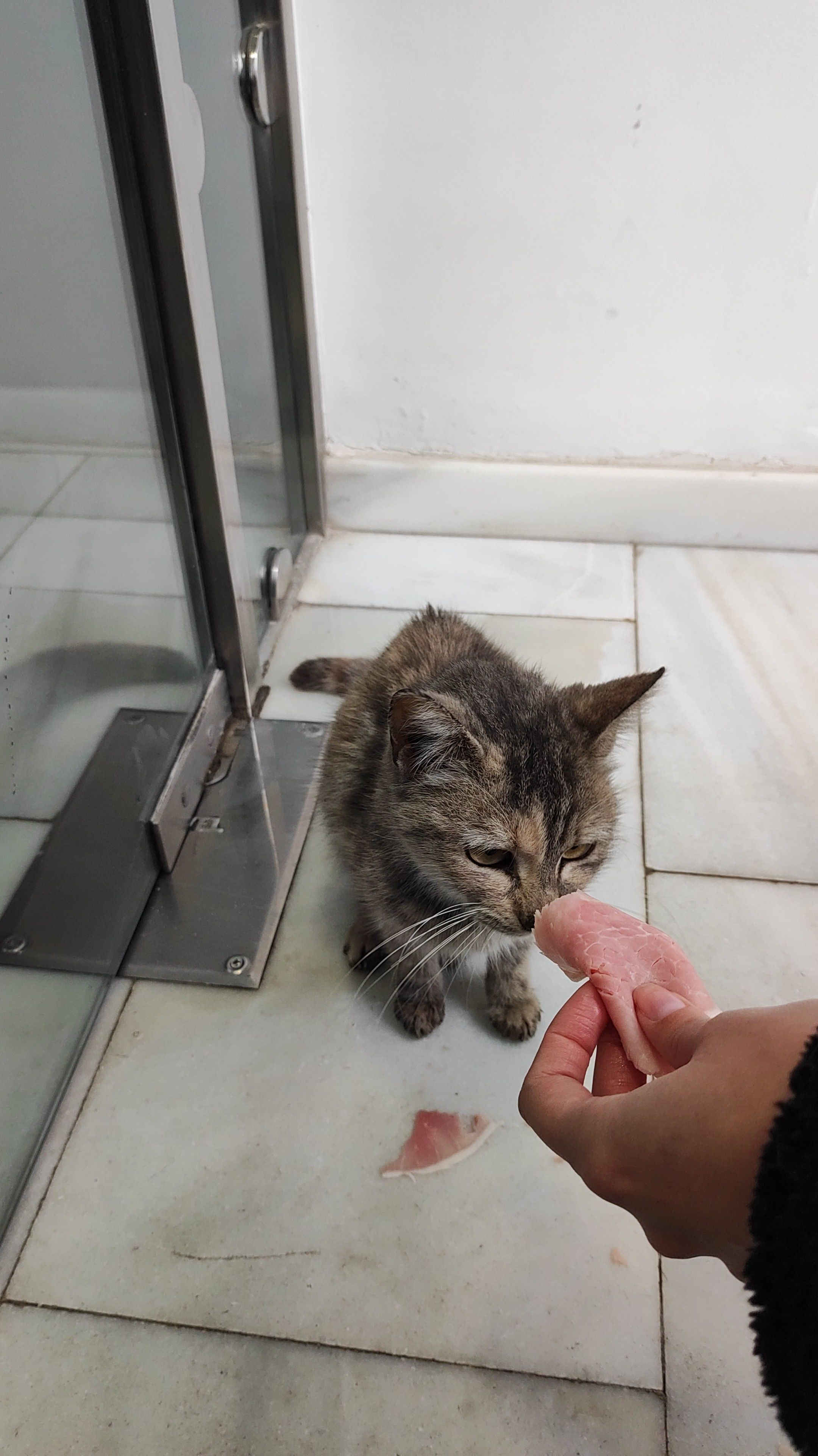 Gata Cariñosa Encontrada en Có...