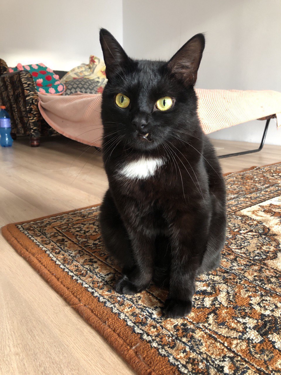 Gato Negro Perdido en València: Señales Únicas