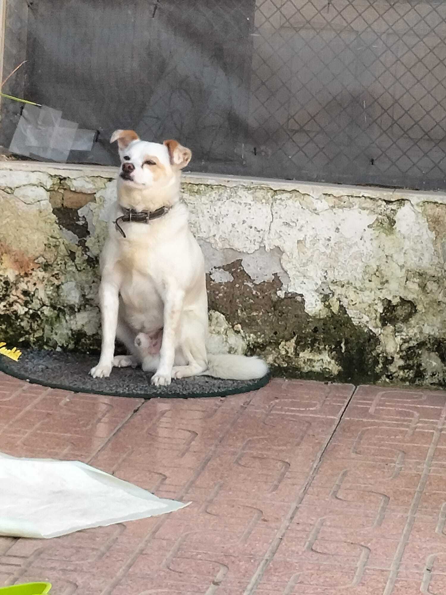 ¡Ayuda! Perro blanco perdido en Murcia
