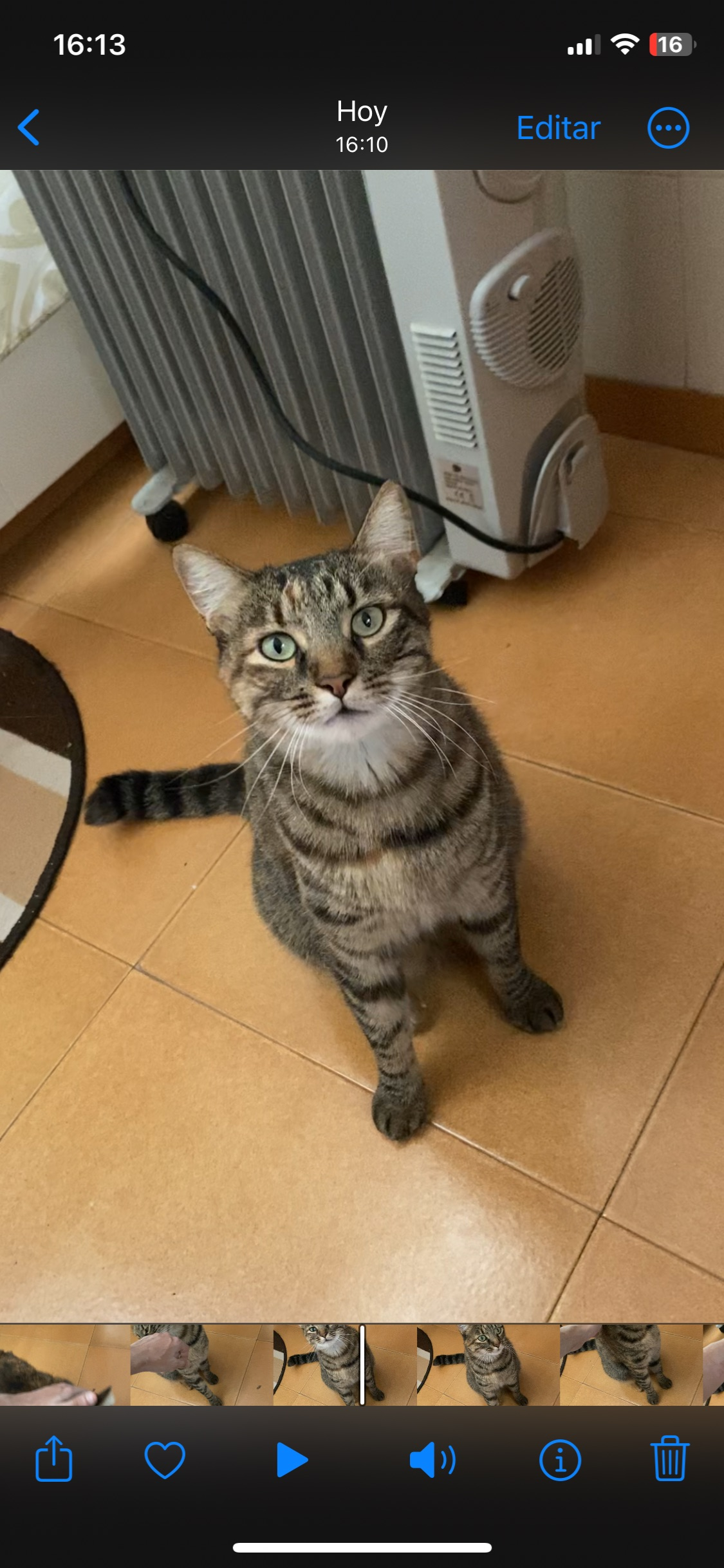 Gata atigrada perdida en Binissalem