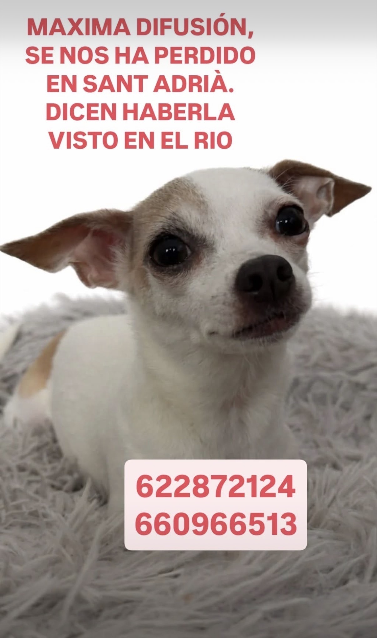 Perro Perdido: Chihuahua Blanca y Marrón en Sant Adrià