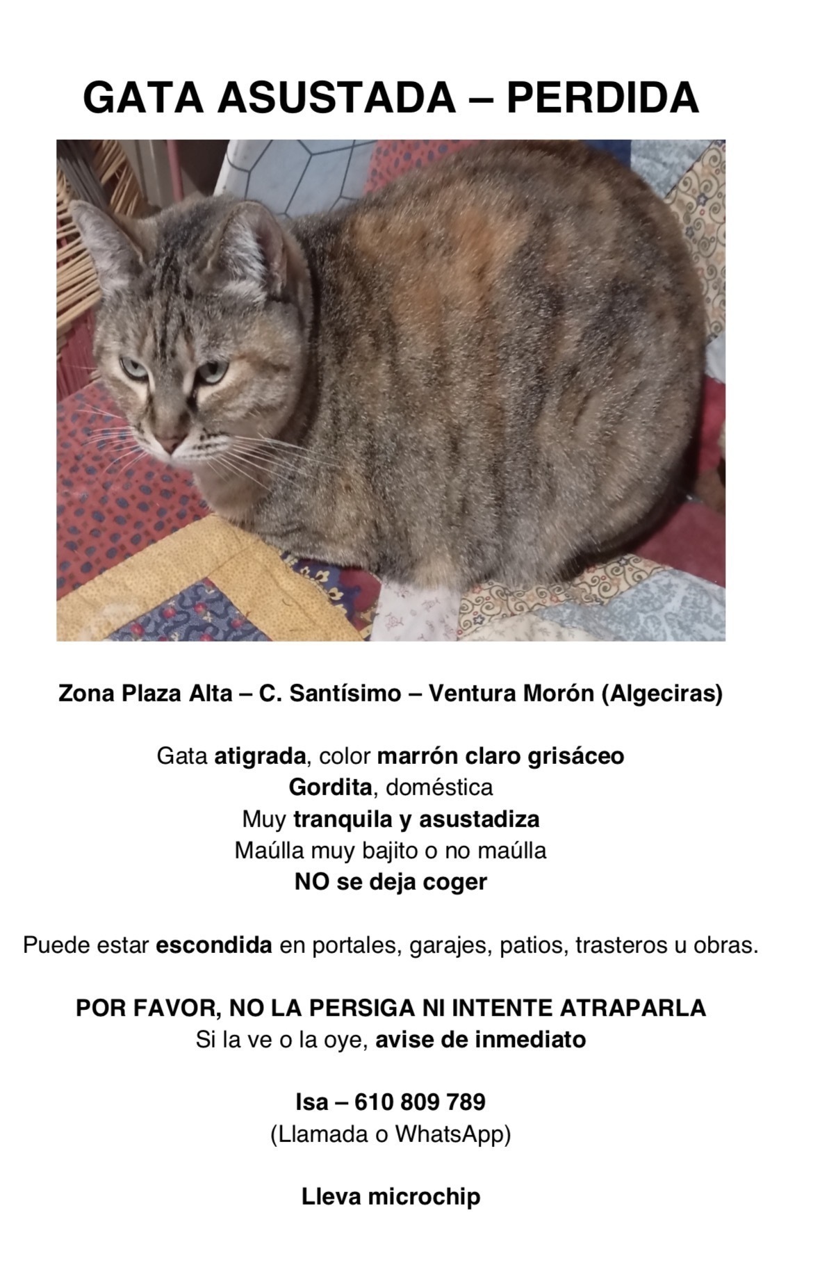 ¡Ayuda! Gata Perdida en Plaza Alta, Algeciras