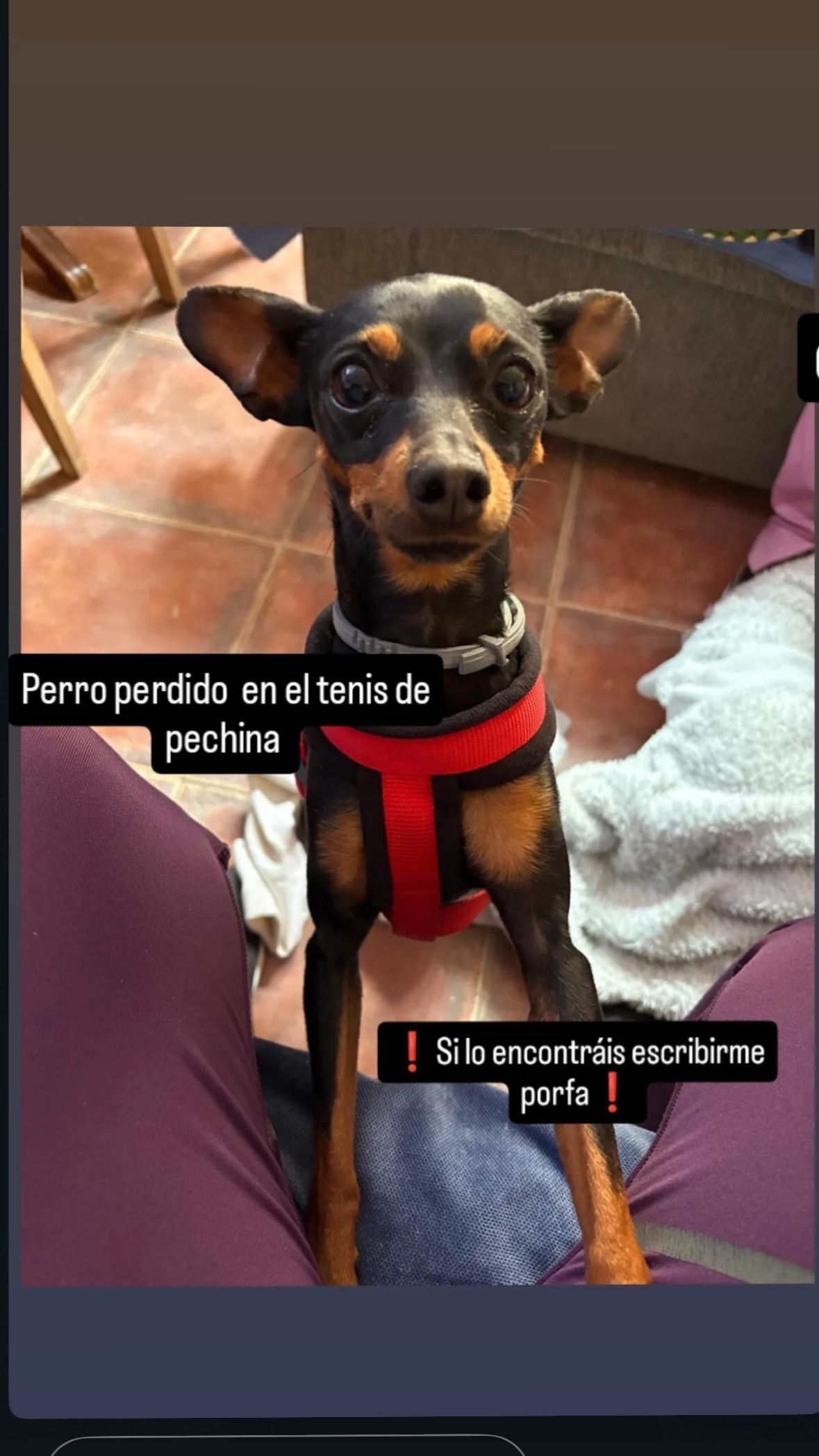 Perro perdido: Collar morado y gris en Pechina