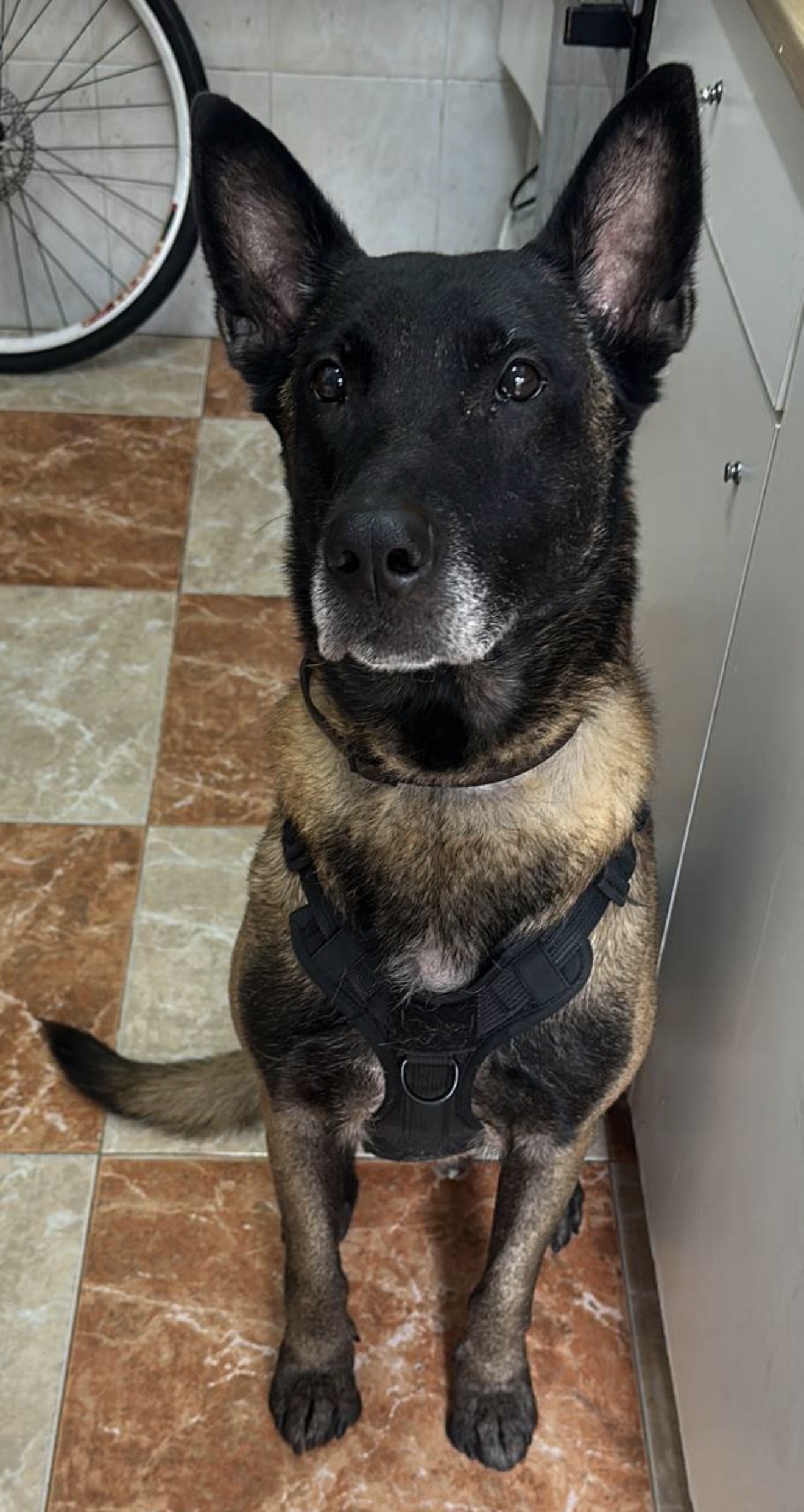 Perro Perdido: Marrón y Negro, 7 Años, Córdoba
