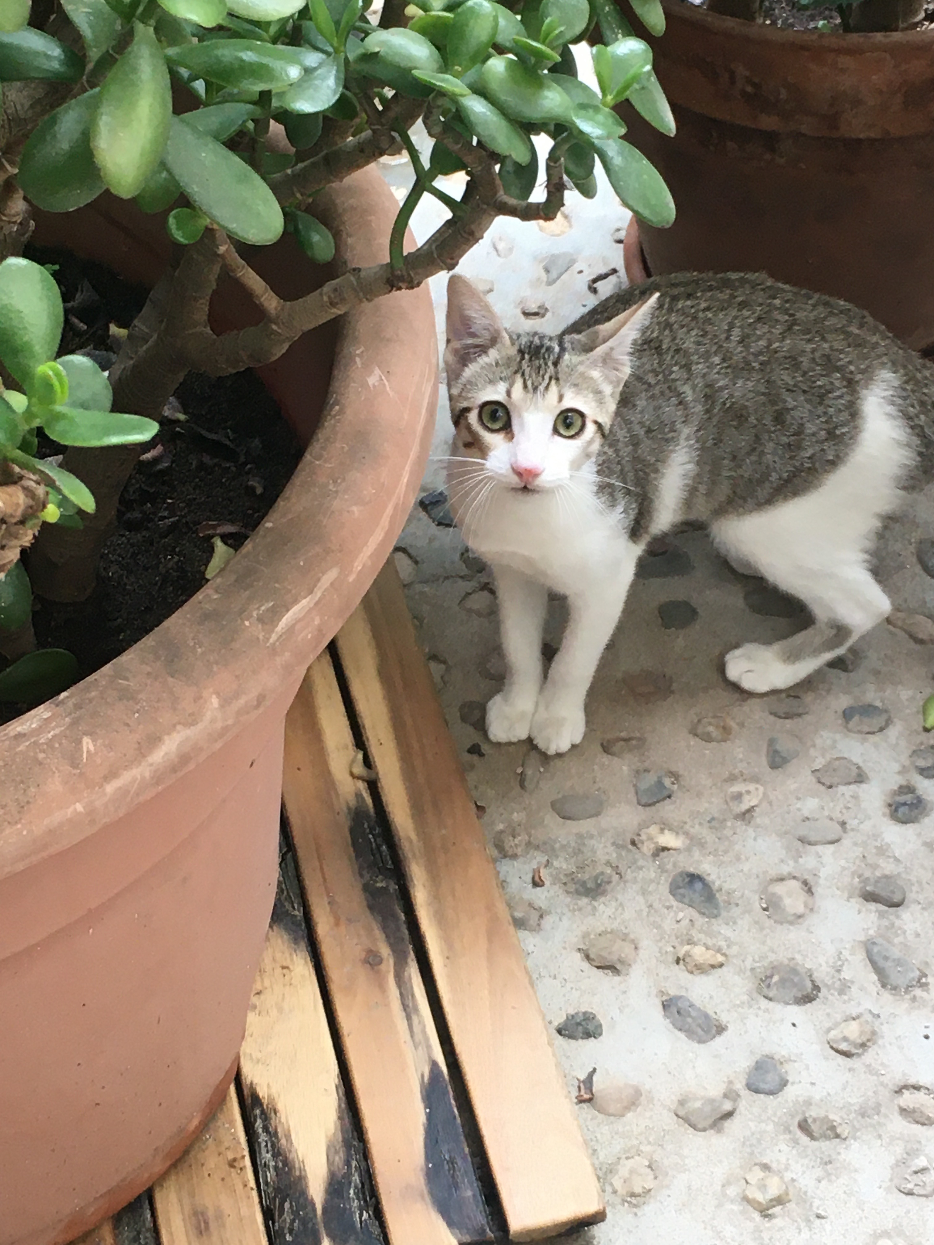 ¡Gatita Gris Perdida en Carrer de València!