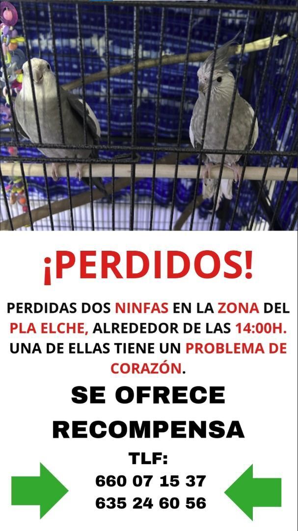 Aves Perdidas: Paquito y Gwen en Elx