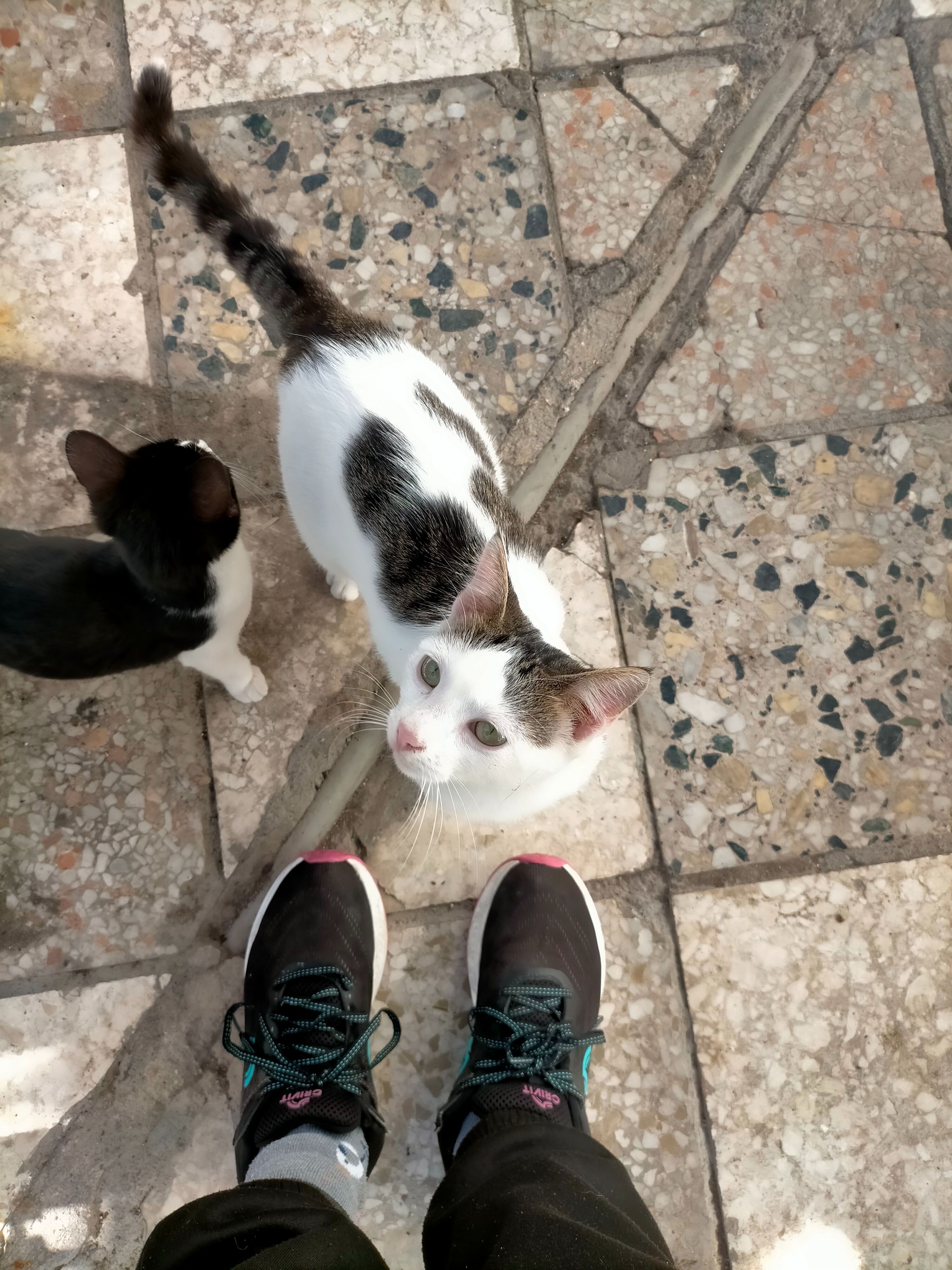 ¡Ayuda! Gato perdido en Santa Fe, Calle la Virgen