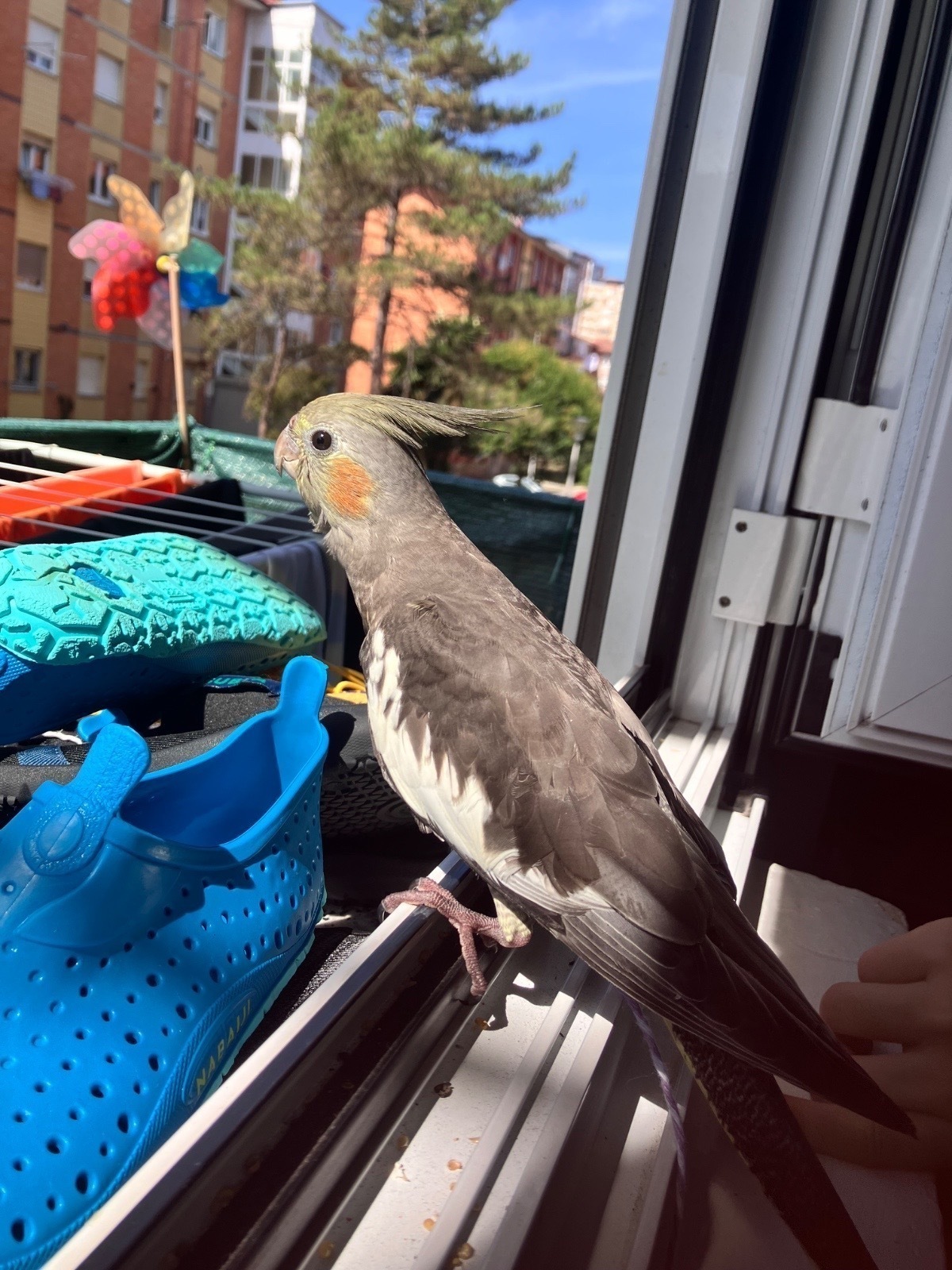 ¡Ave Perdida! Busca Hogar en Gijón