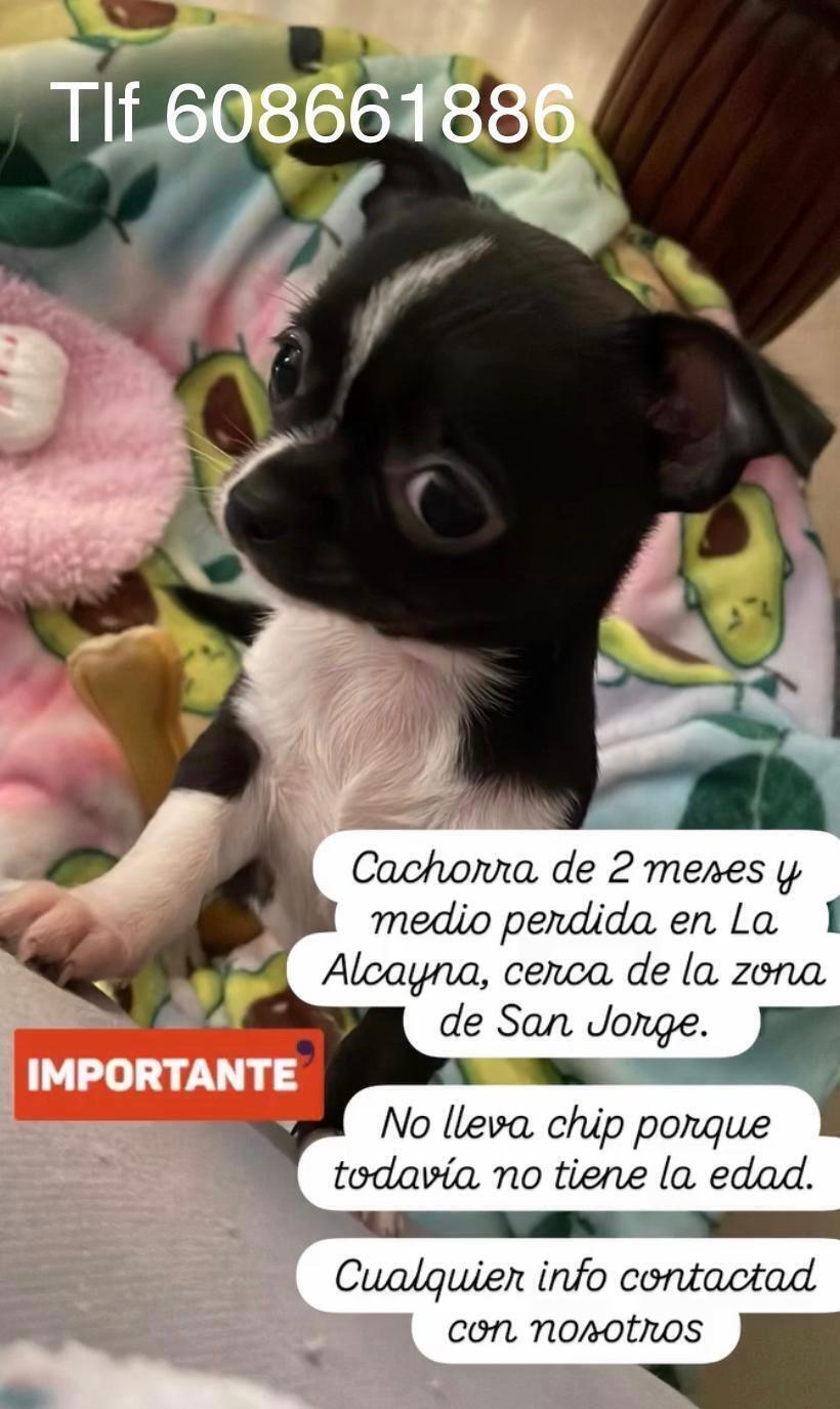 Perro perdido en La Alcayna: Patitas únicas