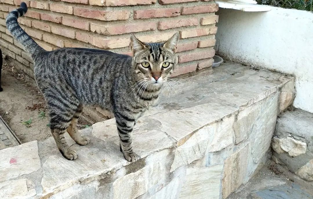 Gato Perdido: Cariñoso y Asustadizo en Alhaurín