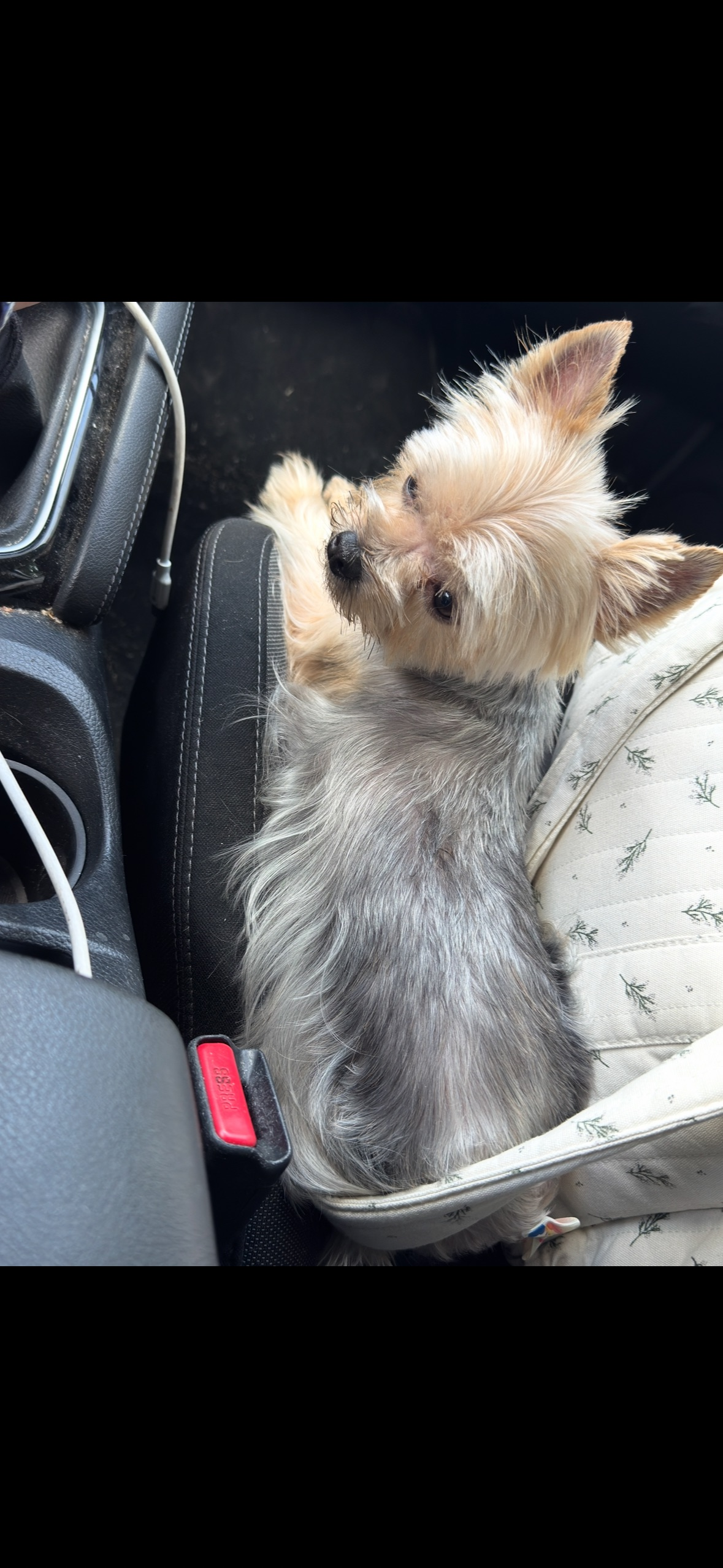 Perro Plata Perdido en Alhaurín el Grande