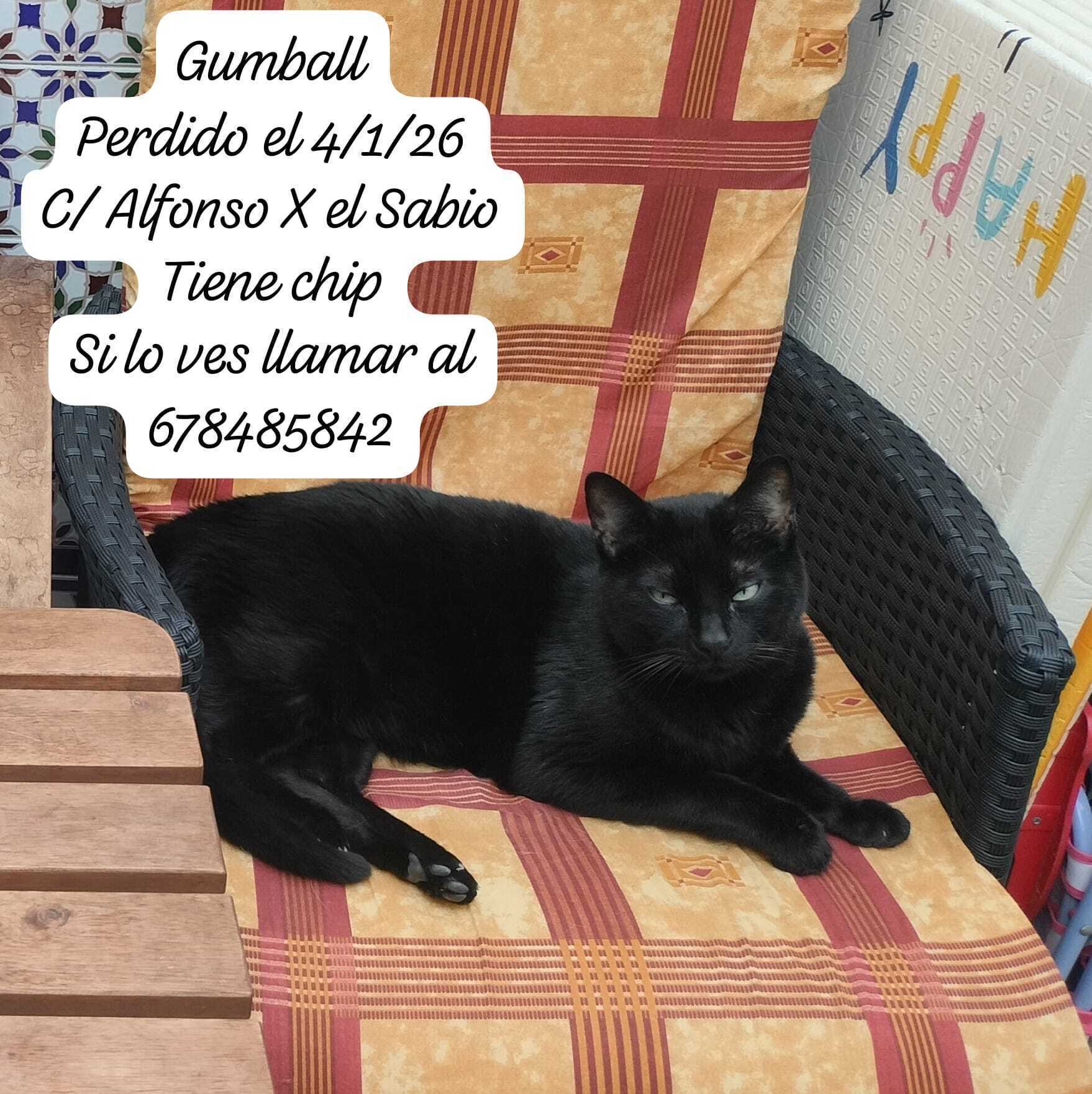 Gato Negro Perdido en Alcalá de Guadaíra