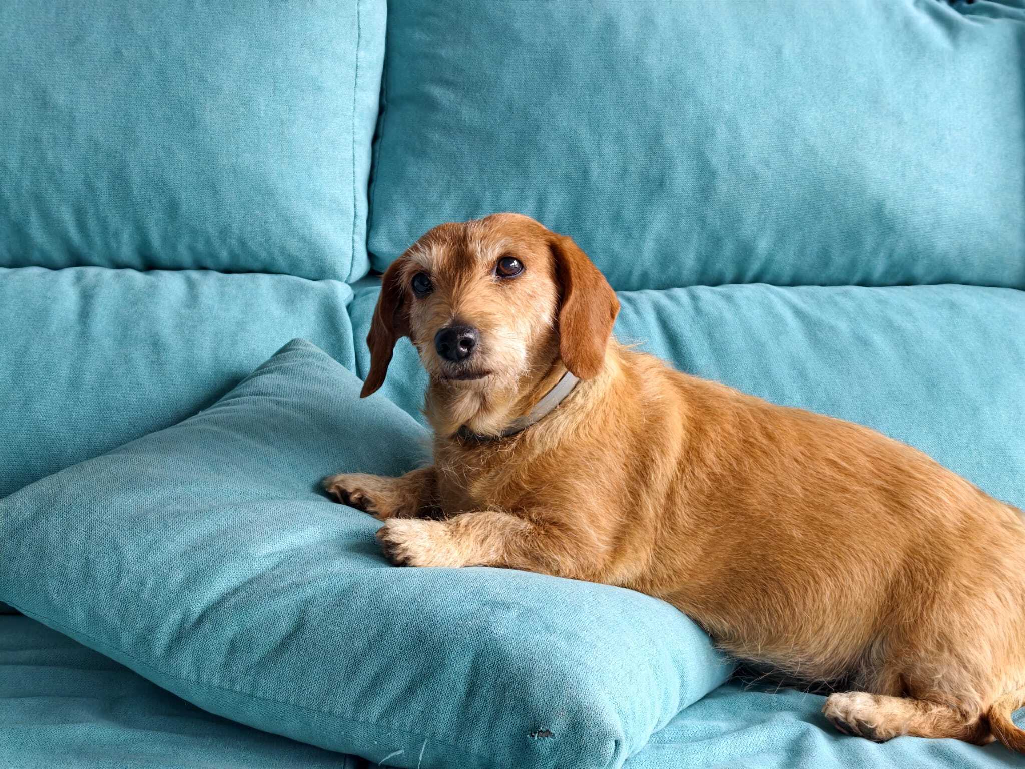 Perra Mayor Perdida en Miguelturra: Ayuda