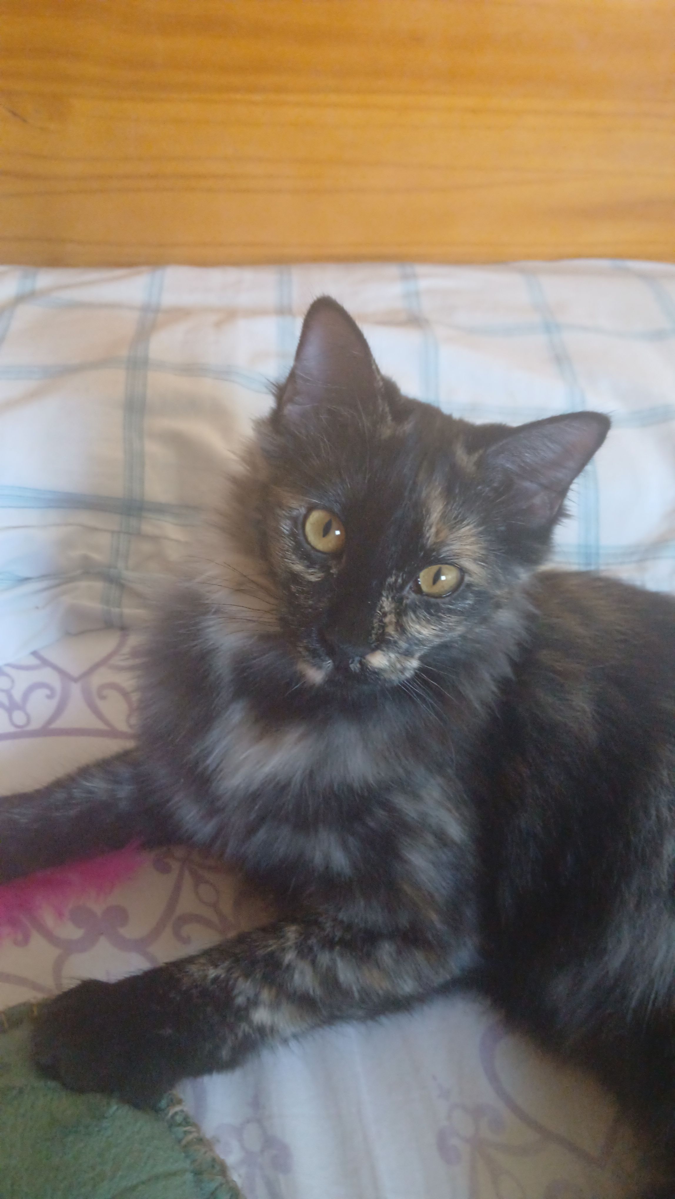 Gata Carey Perdida en Getafe, Cariñosa y Joven