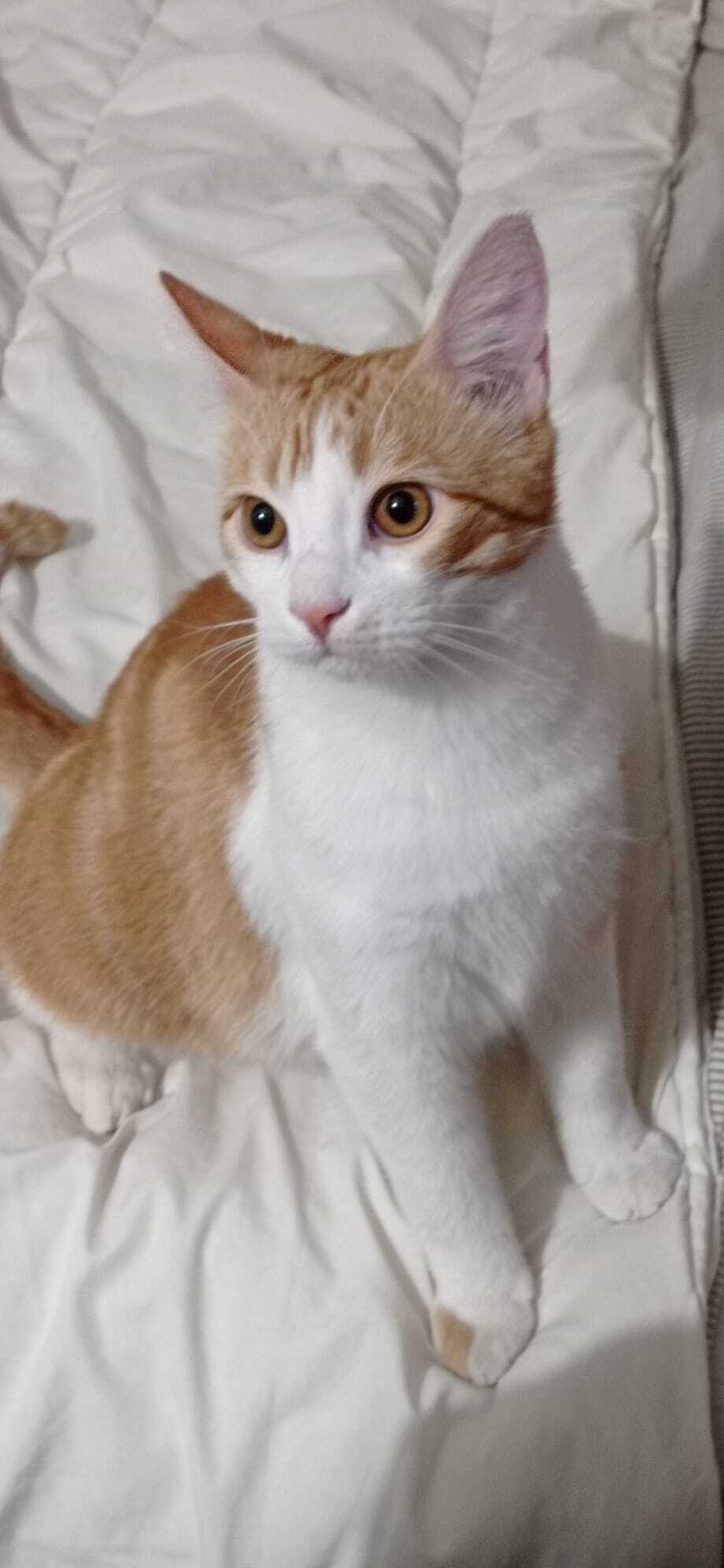 Gato Naranja Perdido en Toledo - Ayuda