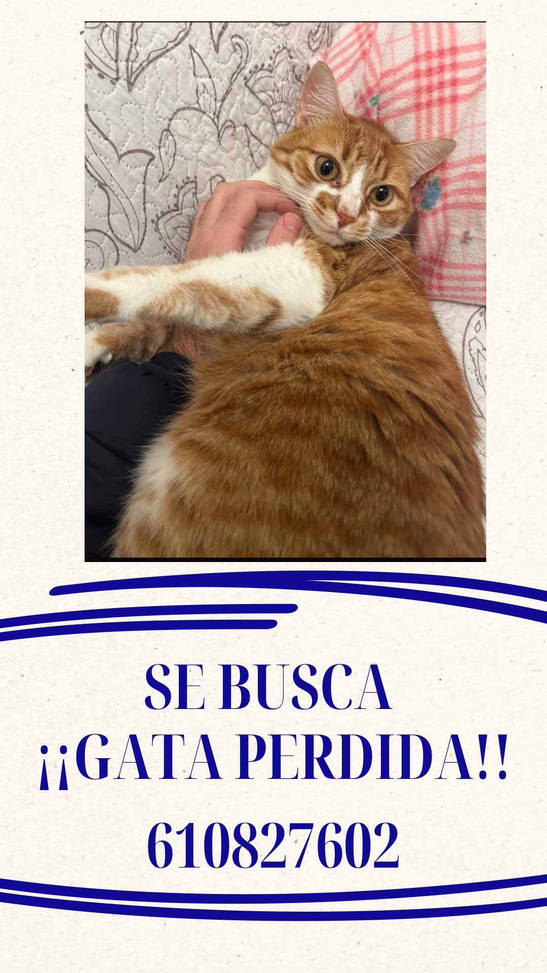 Gata Perdida en Sevilla: Ayuda Necesaria