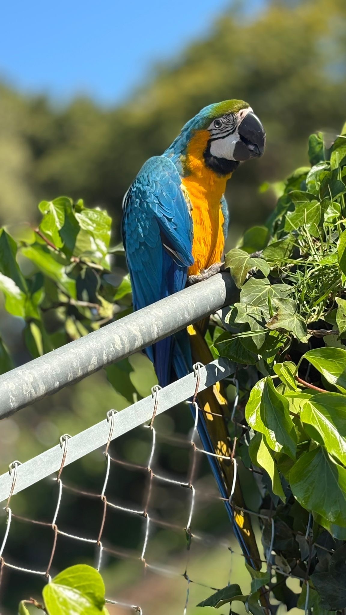 Ave Perdida: Amarillo y Azul en Estepona