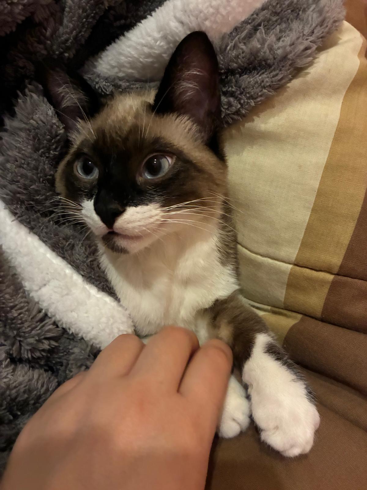 Se busca: Gatita Siamés Perdida en Massamagrell