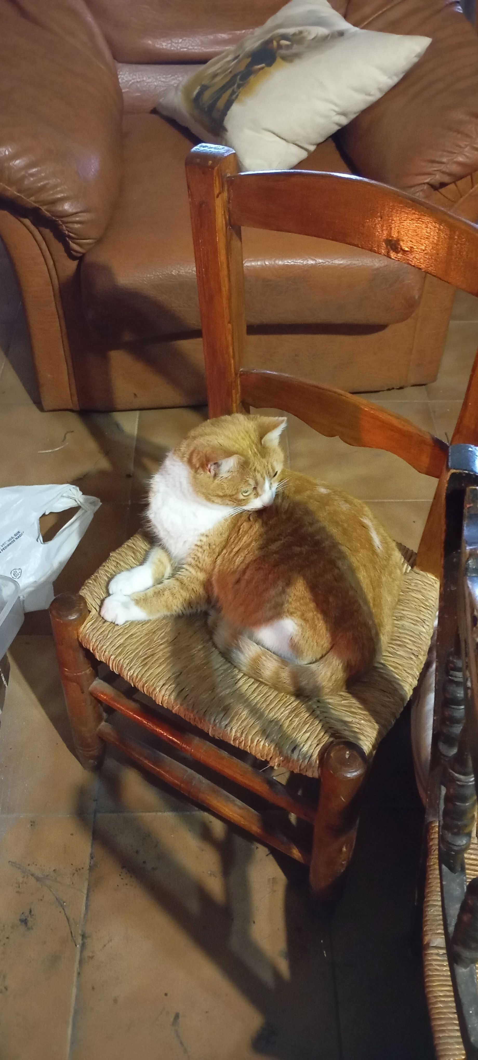 Gata Perdida: Blanca y Amarilla en Cájar