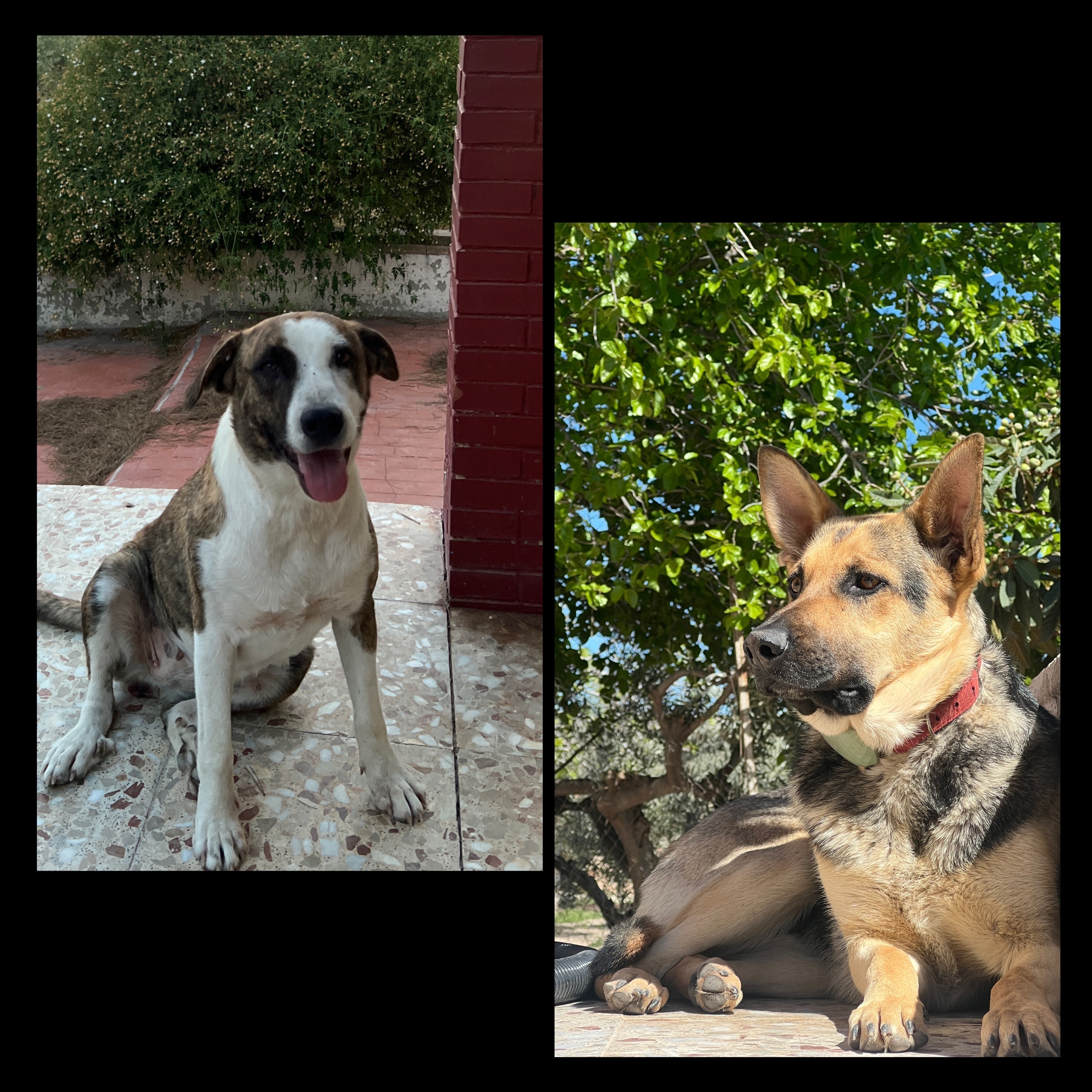 Perros Perdidos en Boqueres: Sombra y Luna