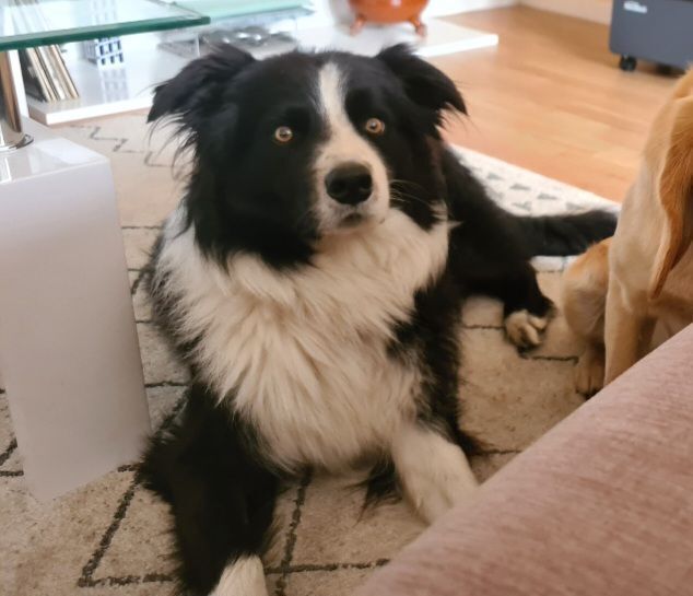 Border Collie Perdido en Vila de Cruces