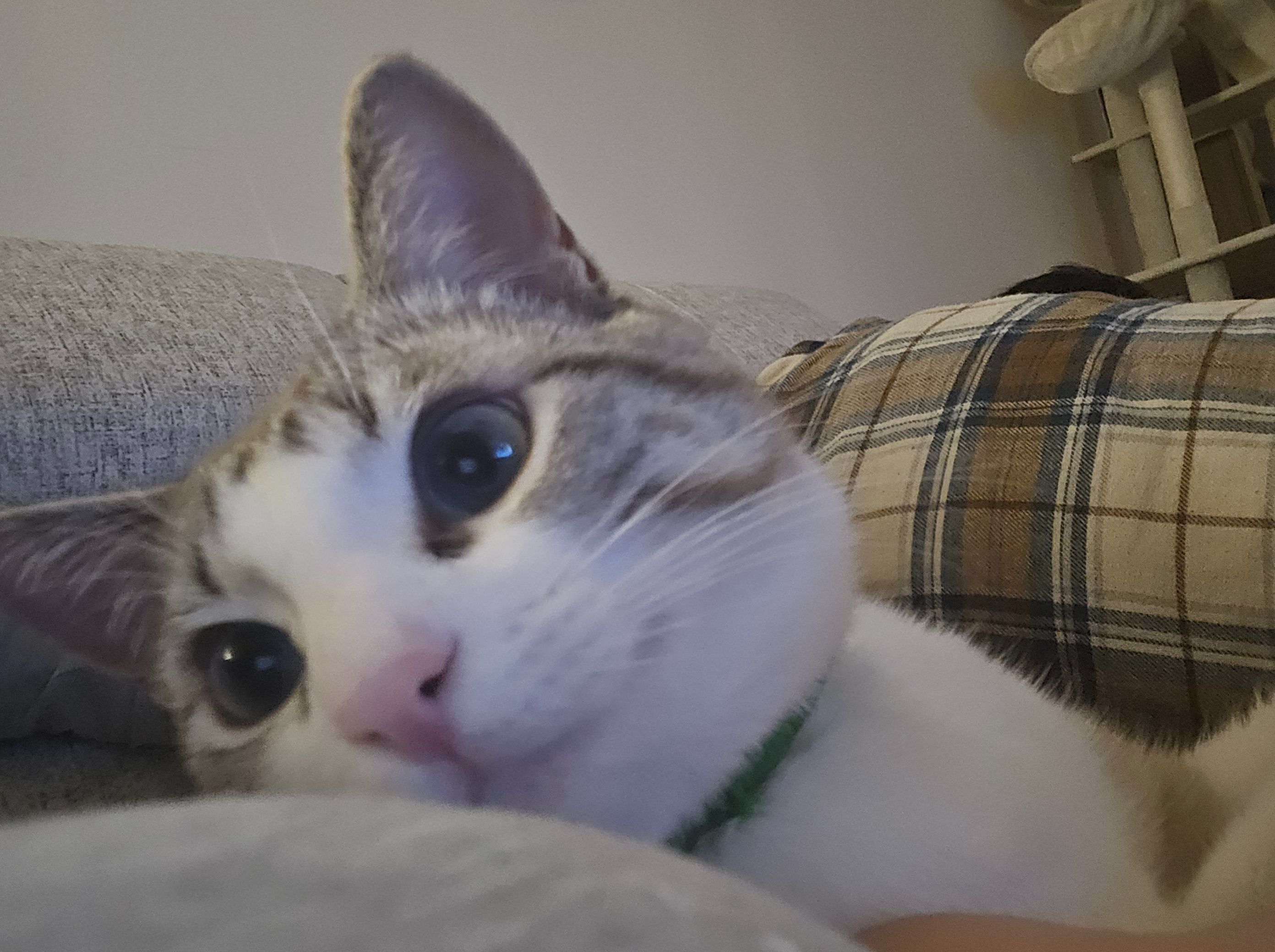 Buscamos Gato Perdido en Coslada: Gris y Blanco