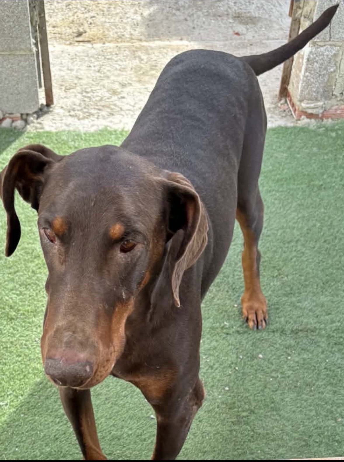 Perro Marrón Perdido en València - 50kg Macho