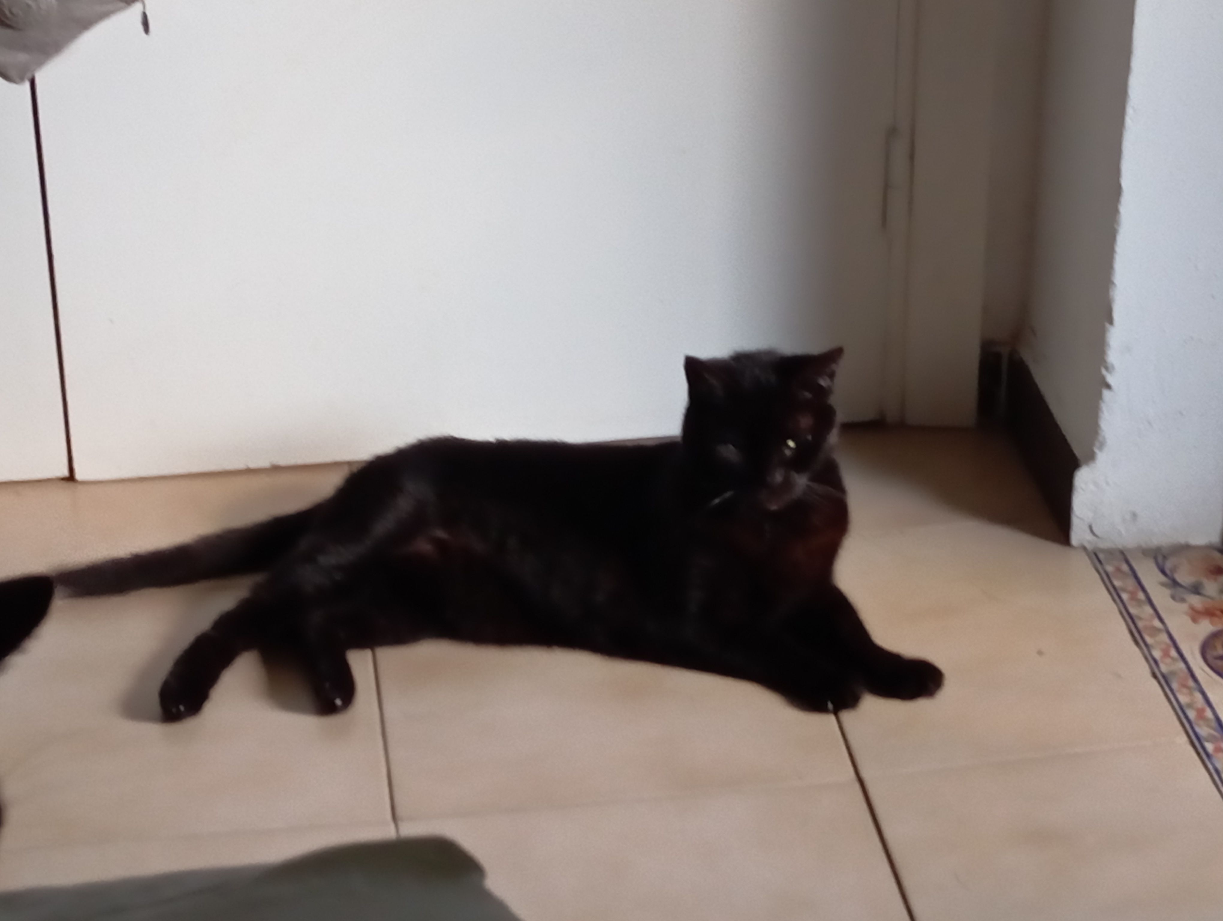 Buscamos a Coco: Gato Negro de 15 Años