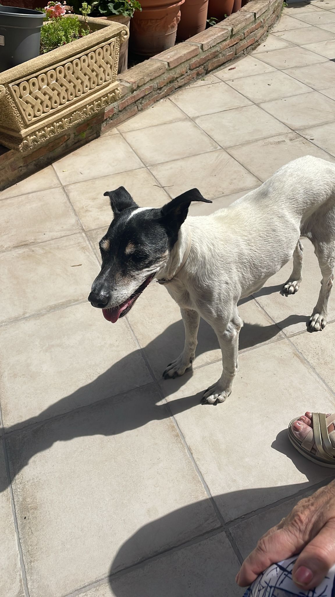 Perro Bodeguero Perdido en San Pedro Alcántara